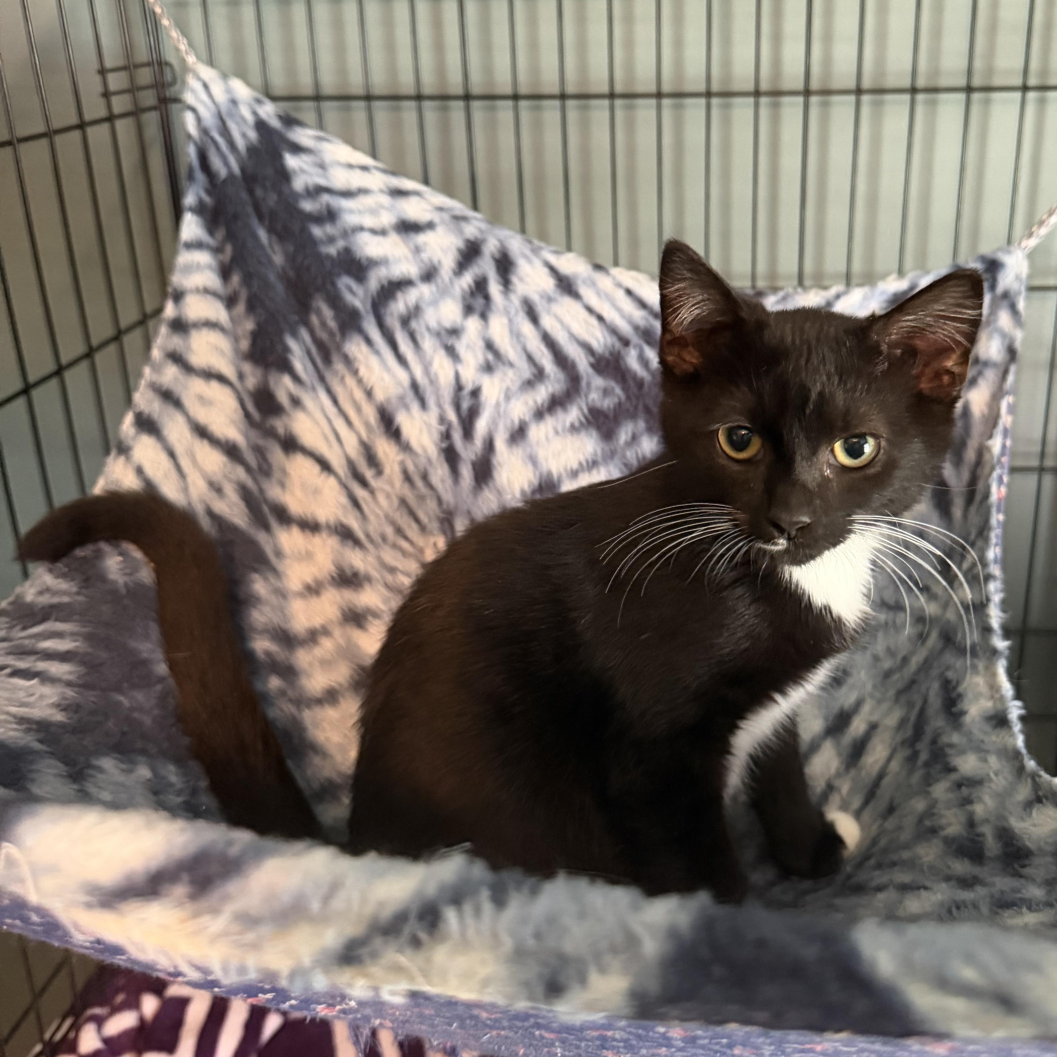 Gabapentin aka Gabby (BC), Adoptable, Kitten Female Domestic Short Hair.