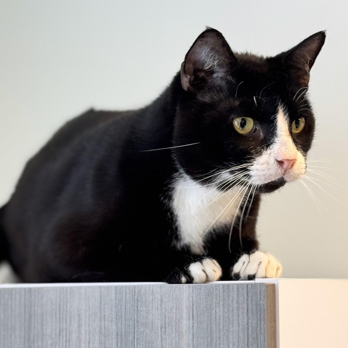 Enlarge Freshado, a ADOPTABLE Domestic Short Hair in Syosset, NY image 1/1