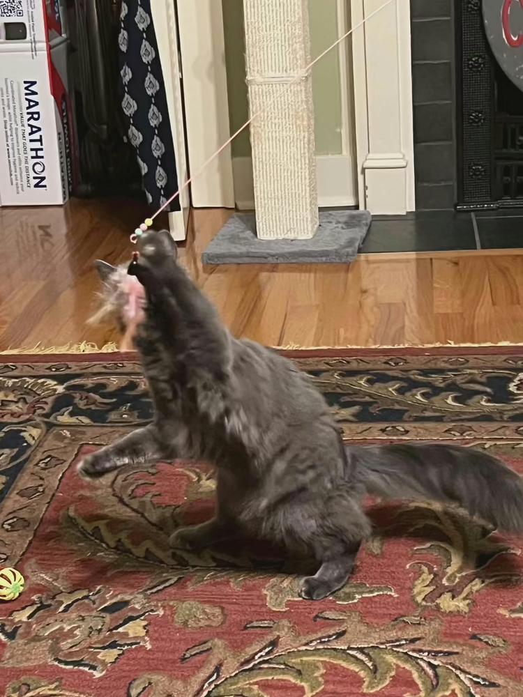 Zaxby, Adoptable, Kitten Female Domestic Short Hair.