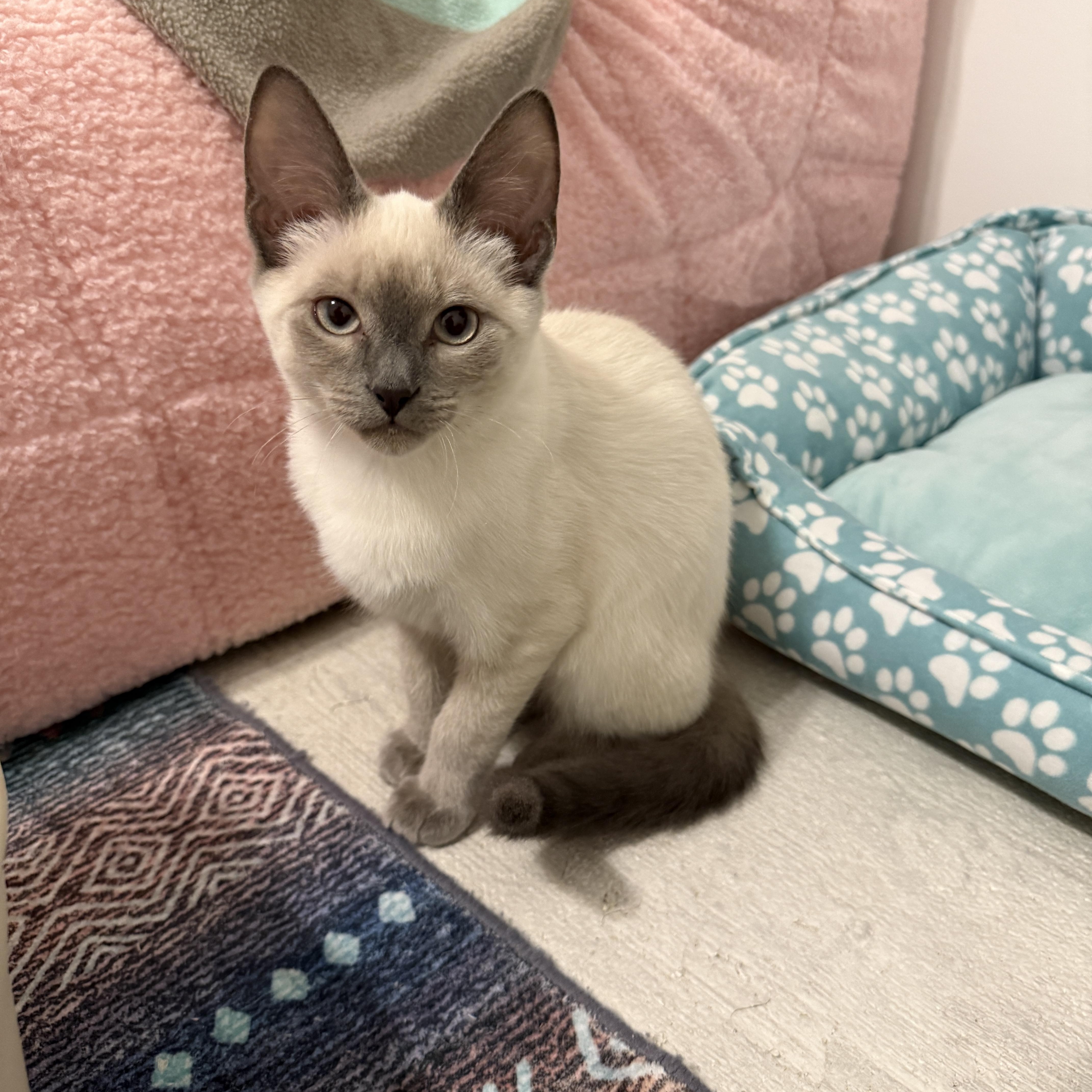 Azure, an adopted Siamese in Leesburg, VA image 2/5