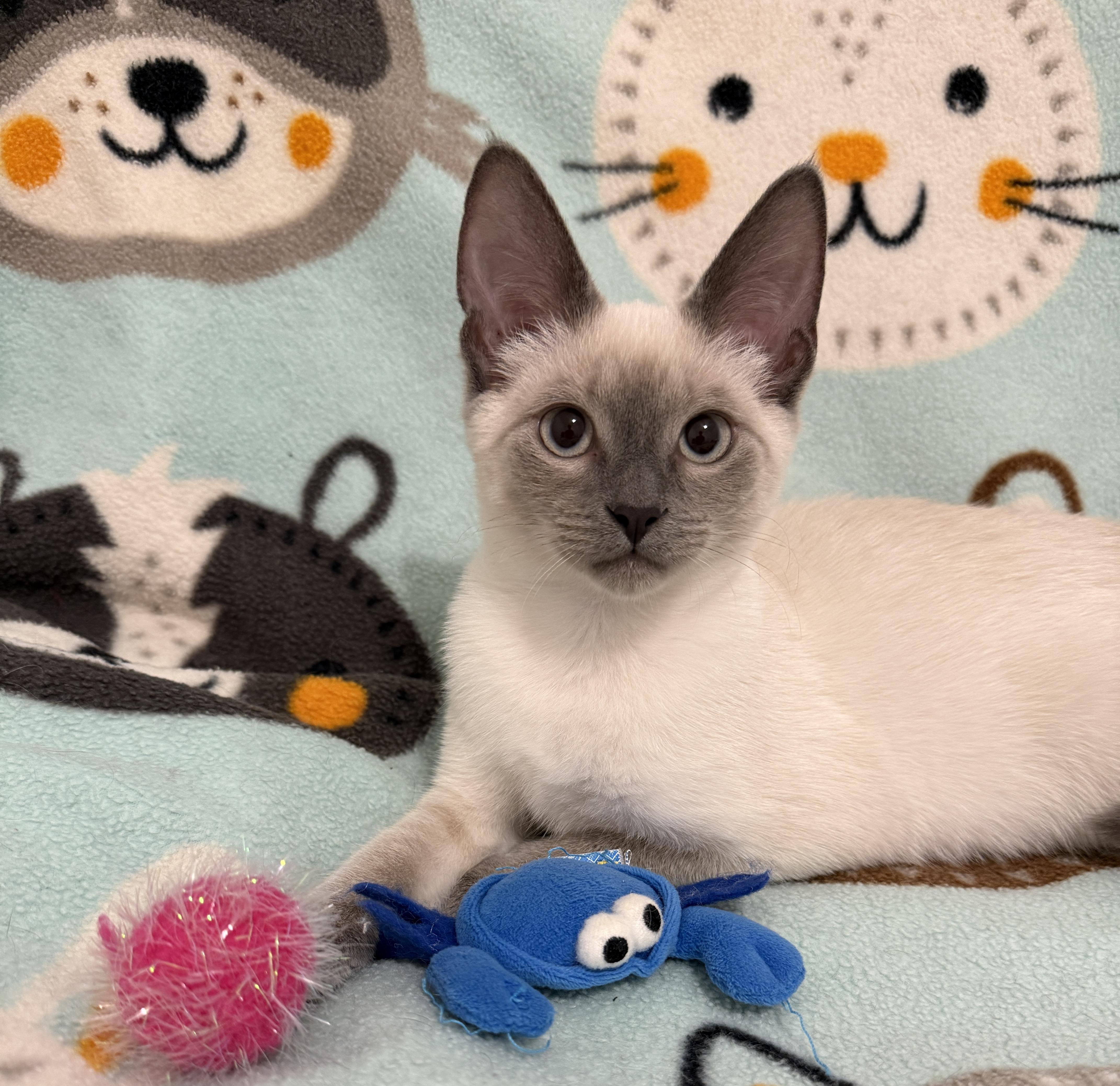 Azure, adopted, Kitten Female Siamese.