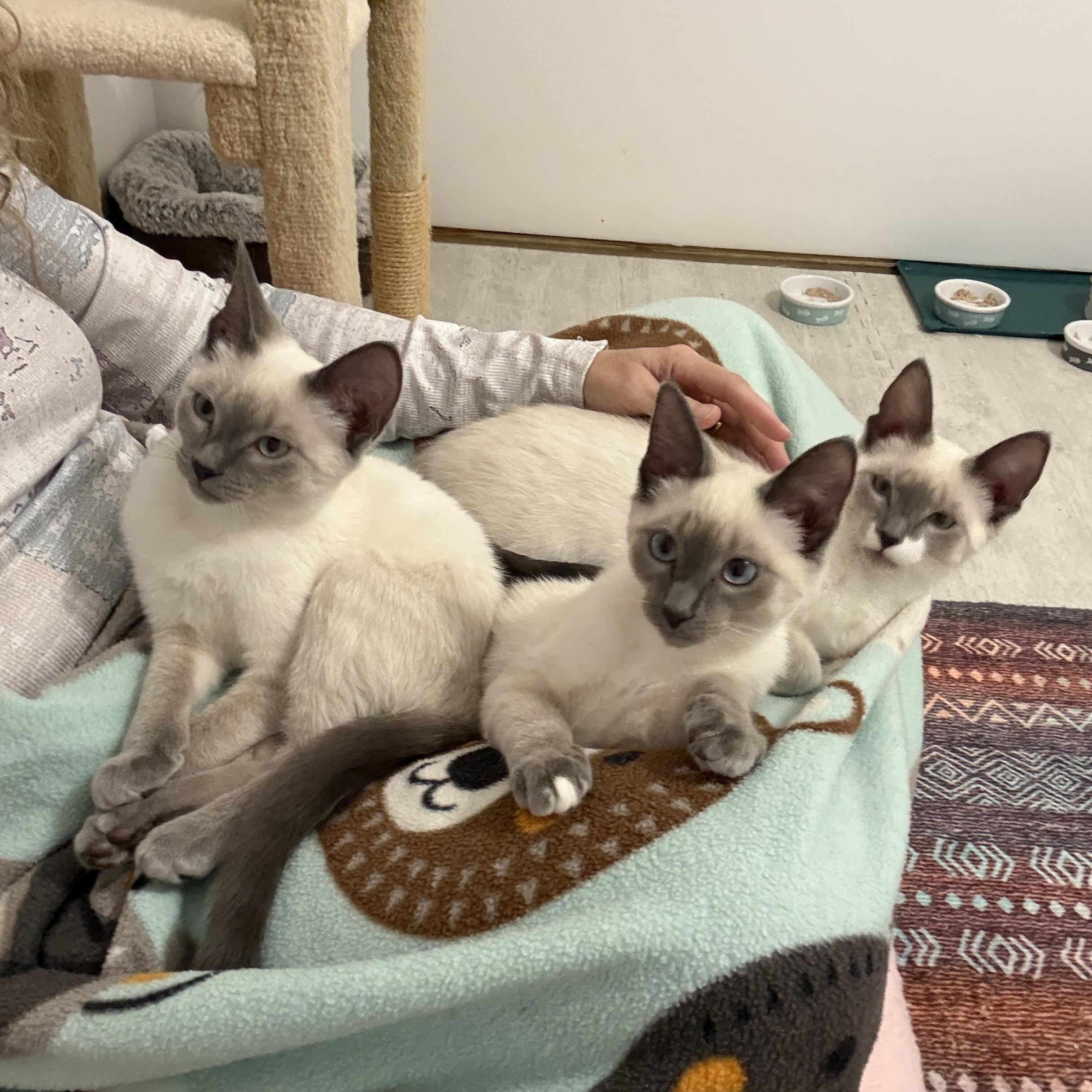 Azure, an adopted Siamese in Leesburg, VA image 3/5
