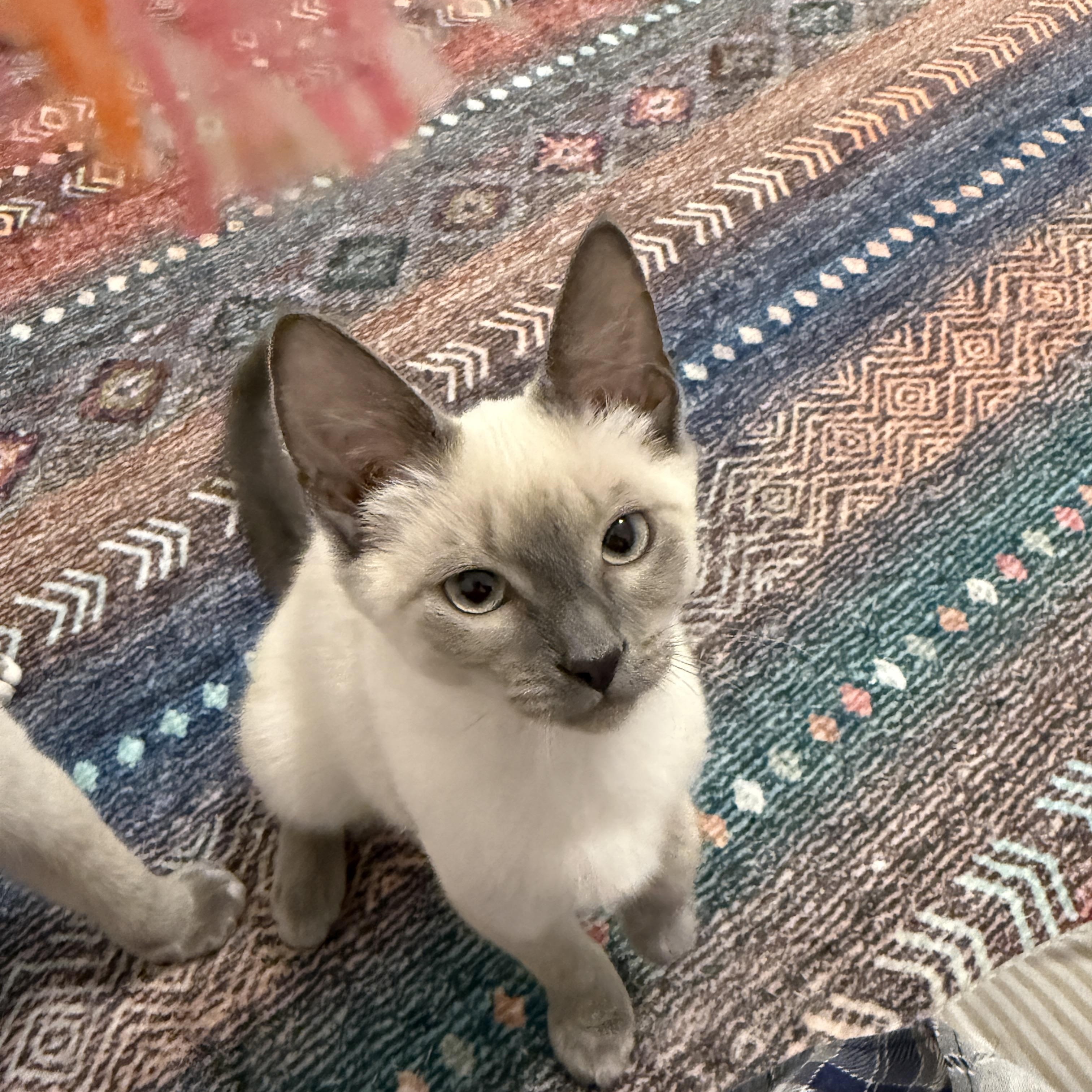 Azure, an adopted Siamese in Leesburg, VA image 4/5
