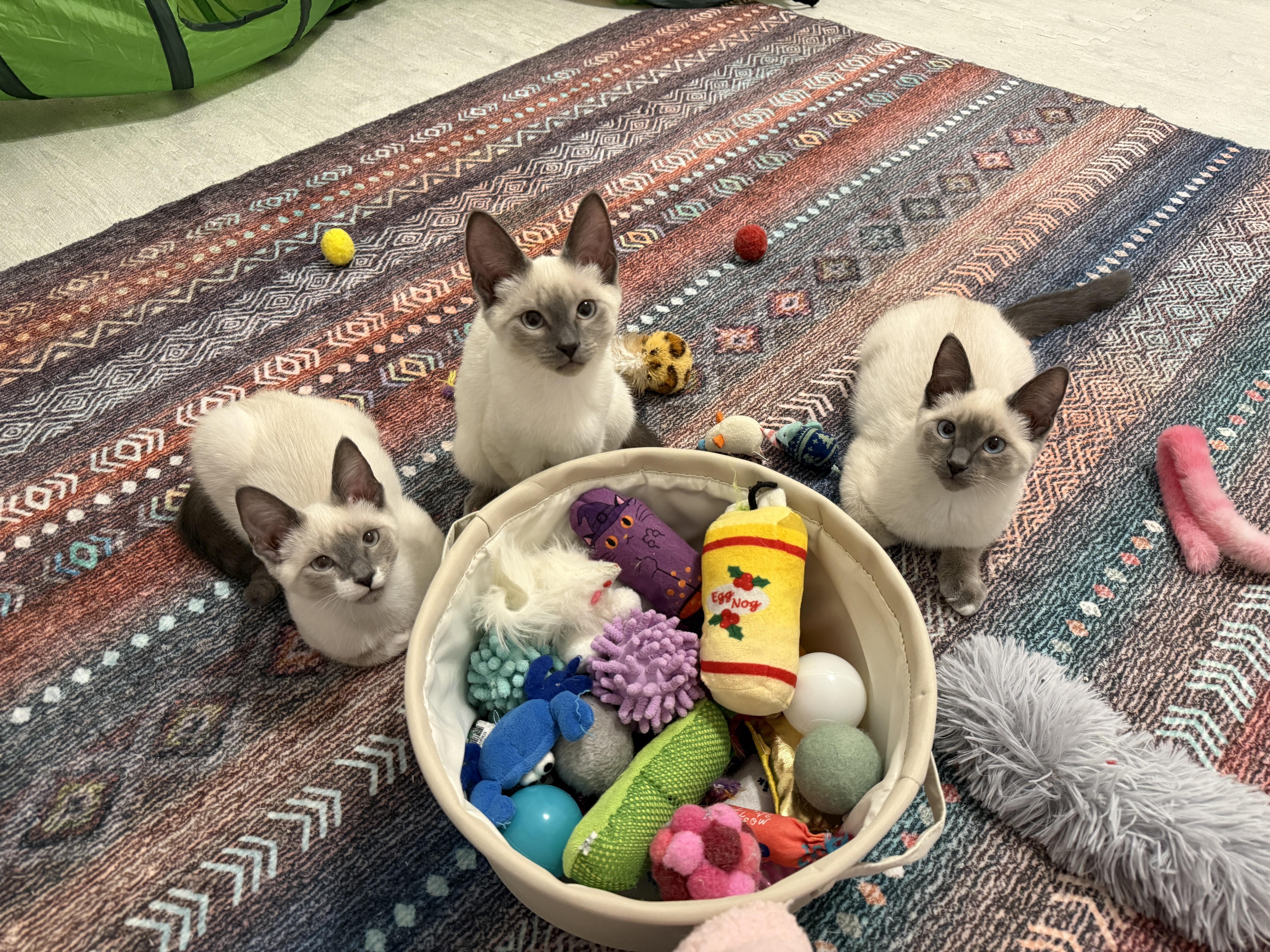 Azure, an adopted Siamese in Leesburg, VA image 5/5