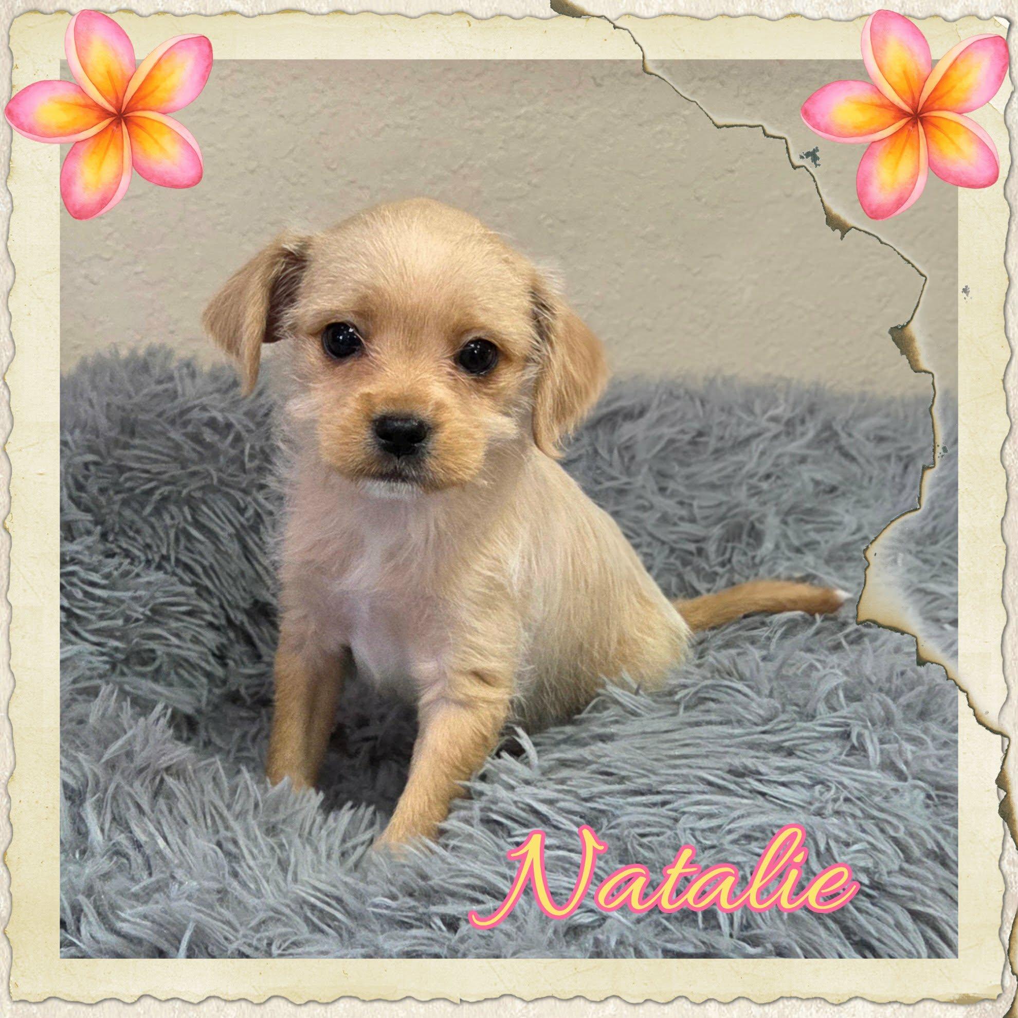 Natalie, a ADOPTABLE mixed breed in Grove, OK image 1/5