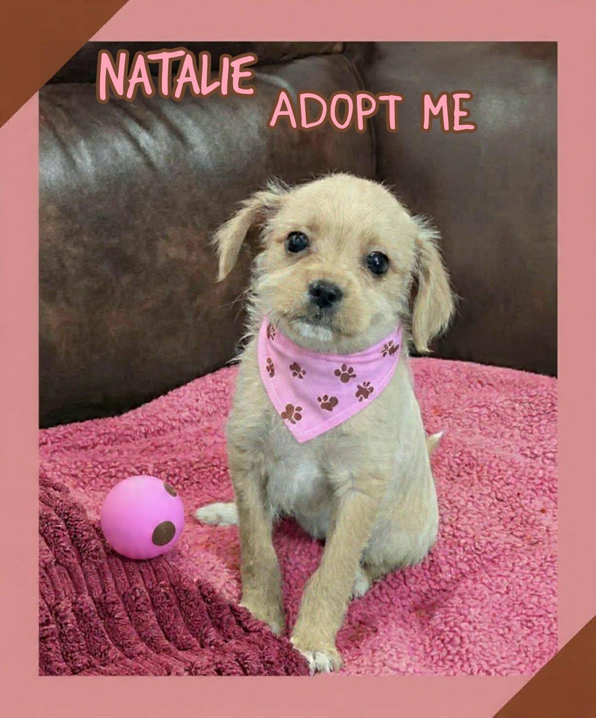 Natalie, a ADOPTABLE mixed breed in Grove, OK image 3/5