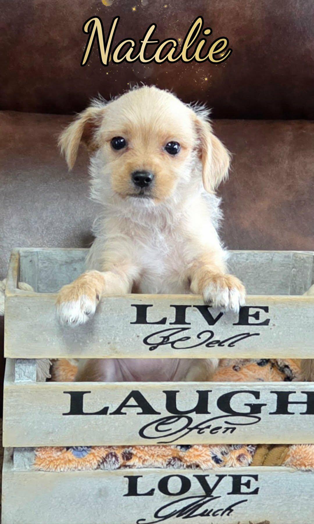 Natalie, a ADOPTABLE mixed breed in Grove, OK image 4/5