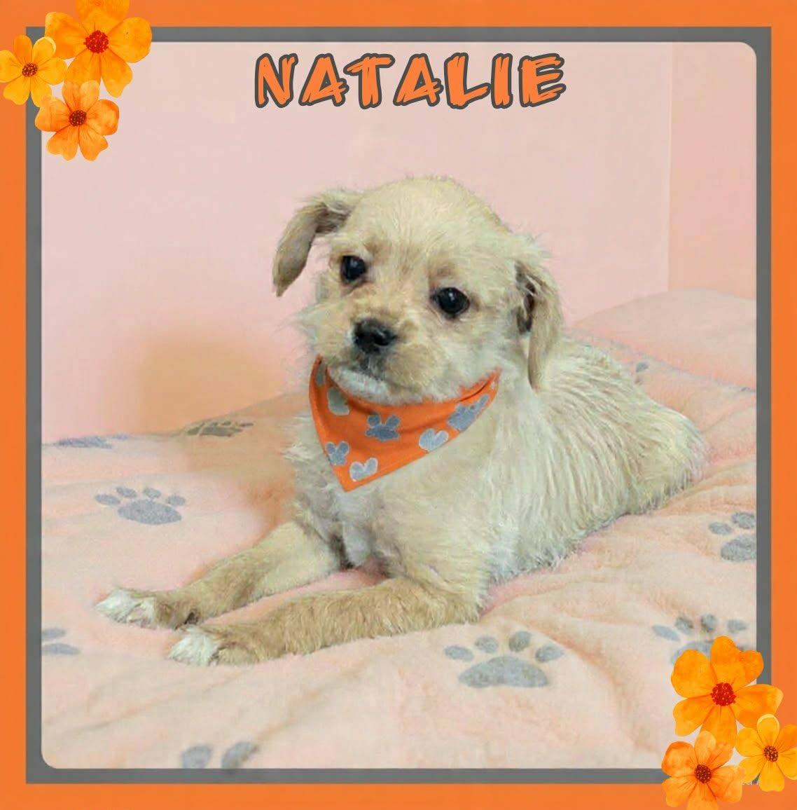 Natalie, a ADOPTABLE mixed breed in Grove, OK image 2/5