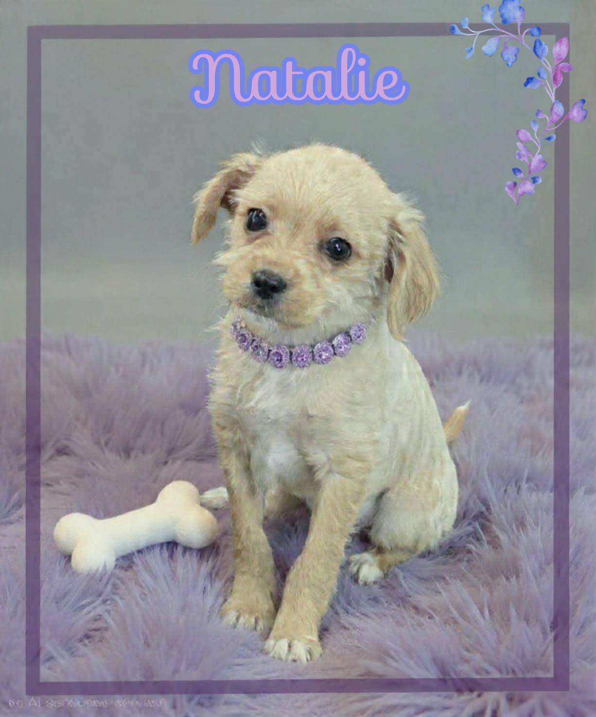 Natalie, a ADOPTABLE mixed breed in Grove, OK image 5/5