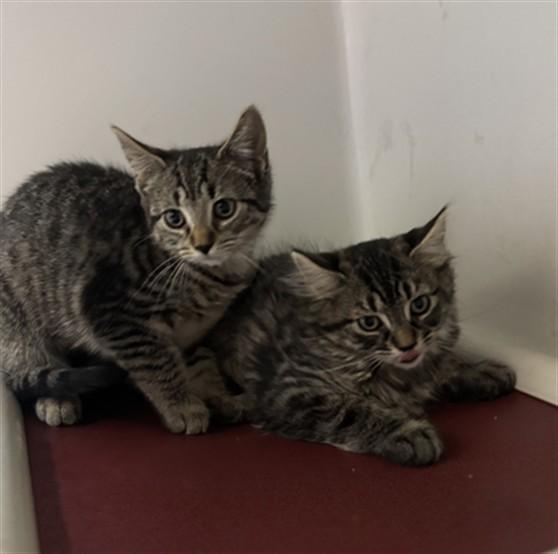 LOGAN, Adoptable, Kitten Female Domestic Short Hair.