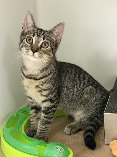 LOGAN, Adoptable, Kitten Female Domestic Short Hair.