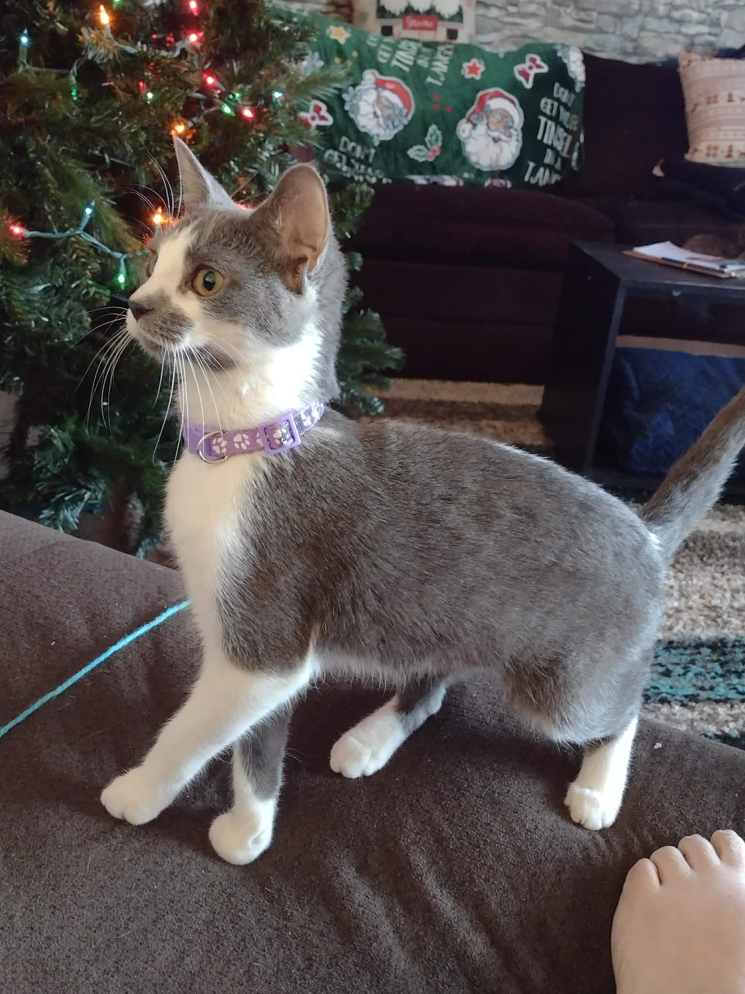 Enlarge Artimis, a ADOPTABLE American Shorthair in Yukon, OK image 1/2