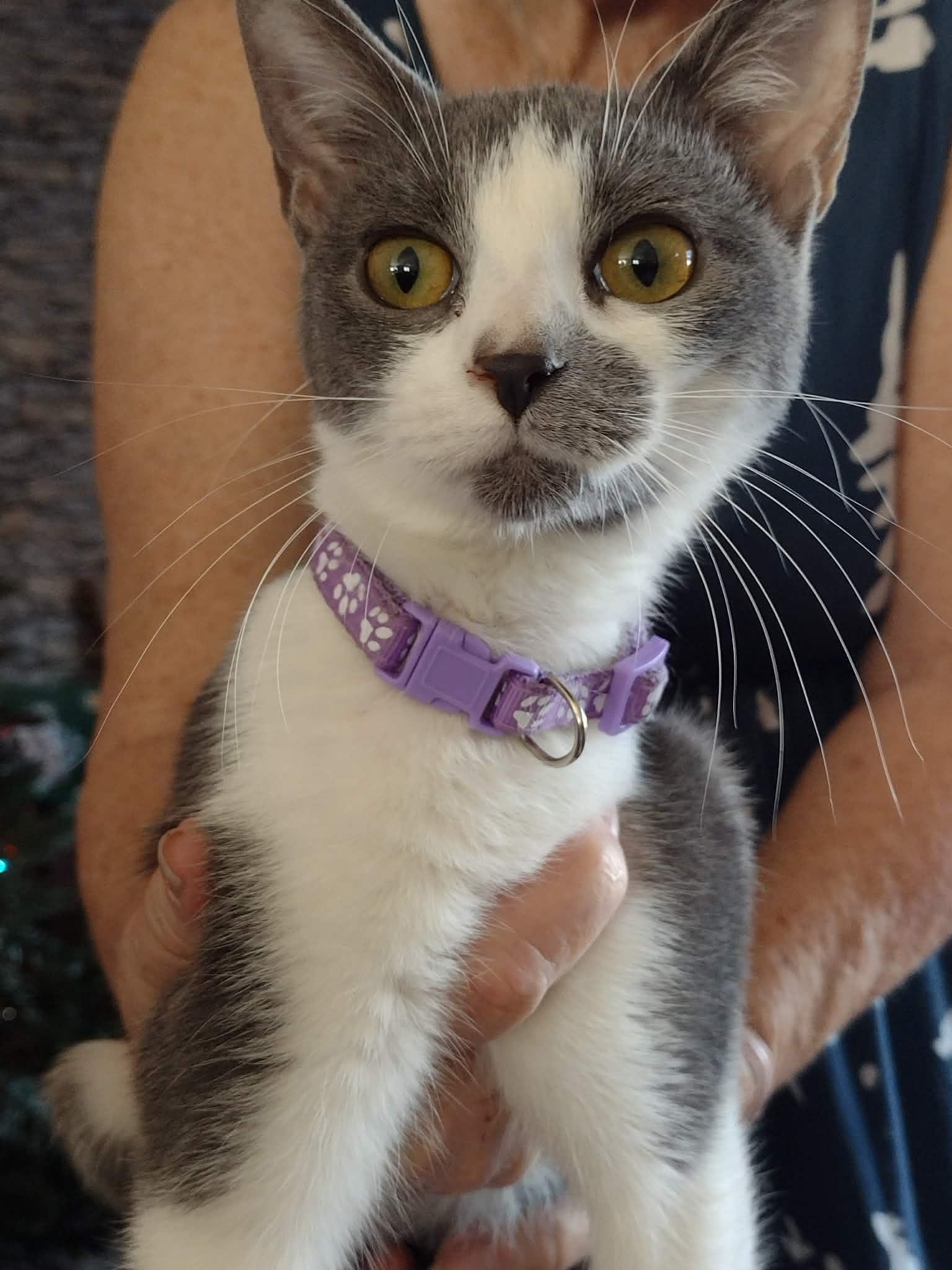 Enlarge Artimis, a ADOPTABLE American Shorthair in Yukon, OK image 2/2