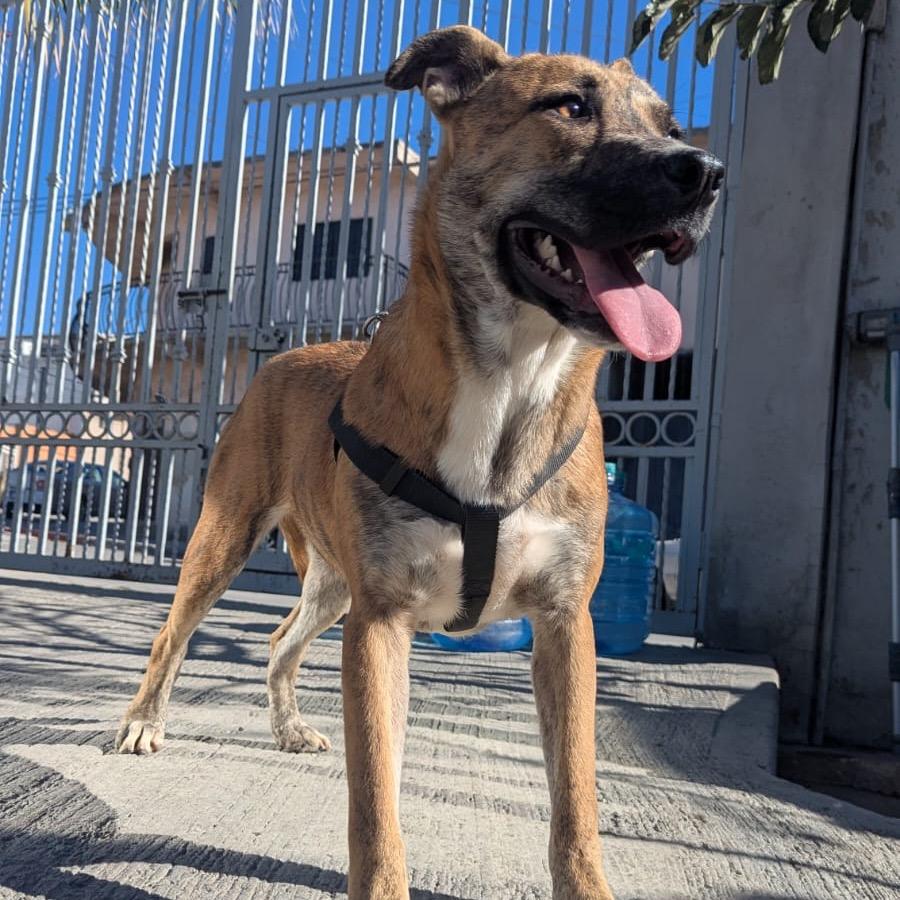 Carola, a Adoptable mixed breed in San Diego, CA image 2/6
