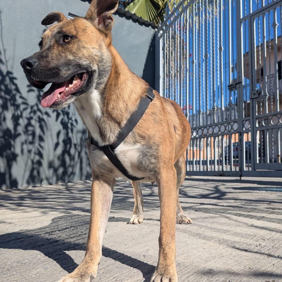 Carola, a Adoptable mixed breed in San Diego, CA image 3/6