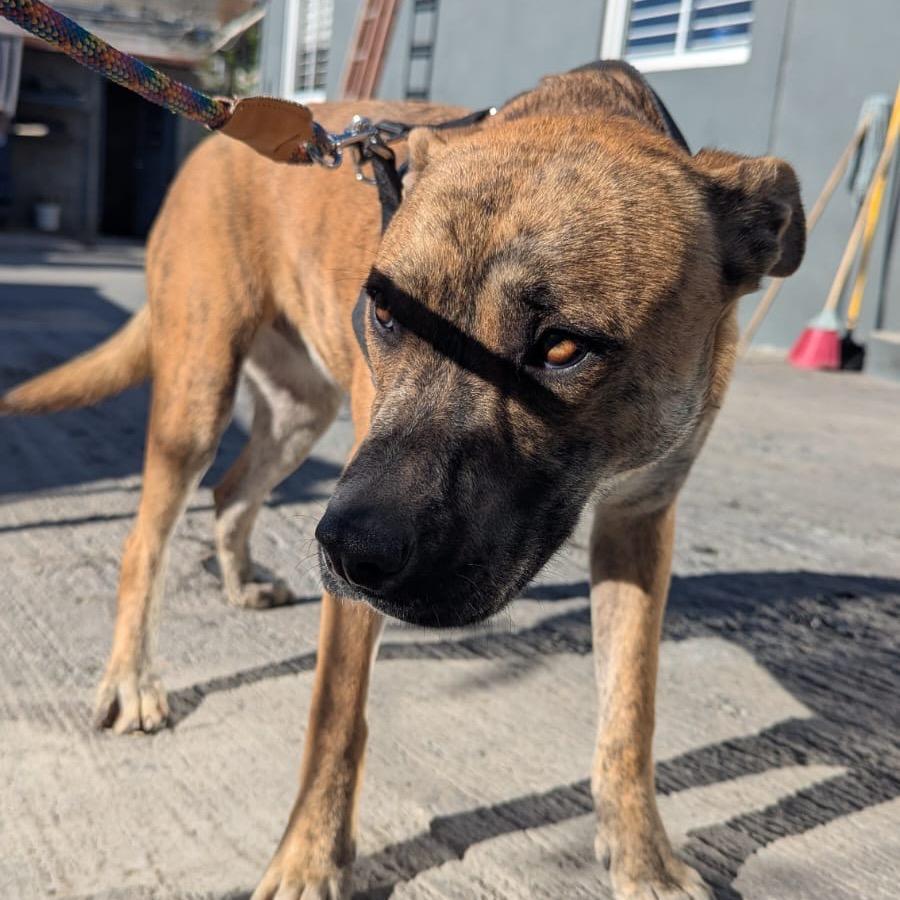 Carola, a Adoptable mixed breed in San Diego, CA image 4/6