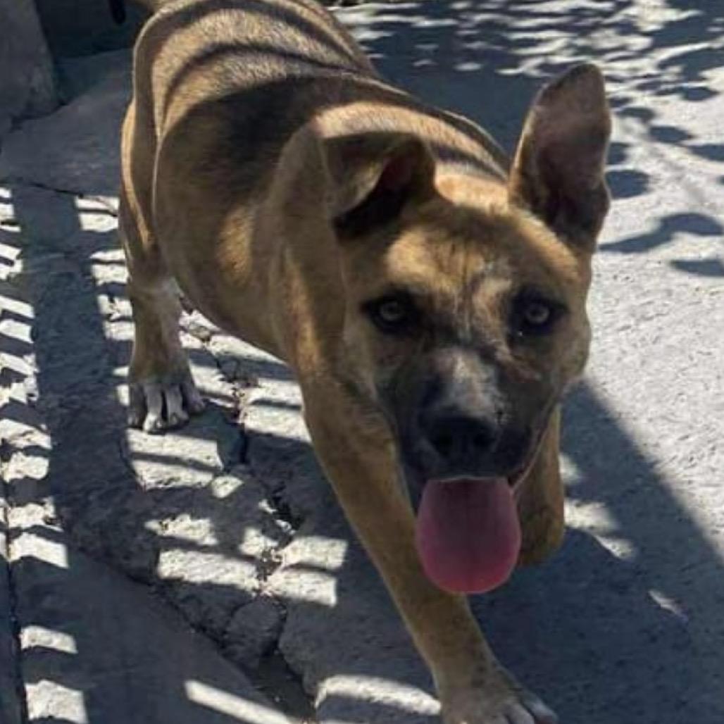 Carola, a Adoptable mixed breed in San Diego, CA image 5/6