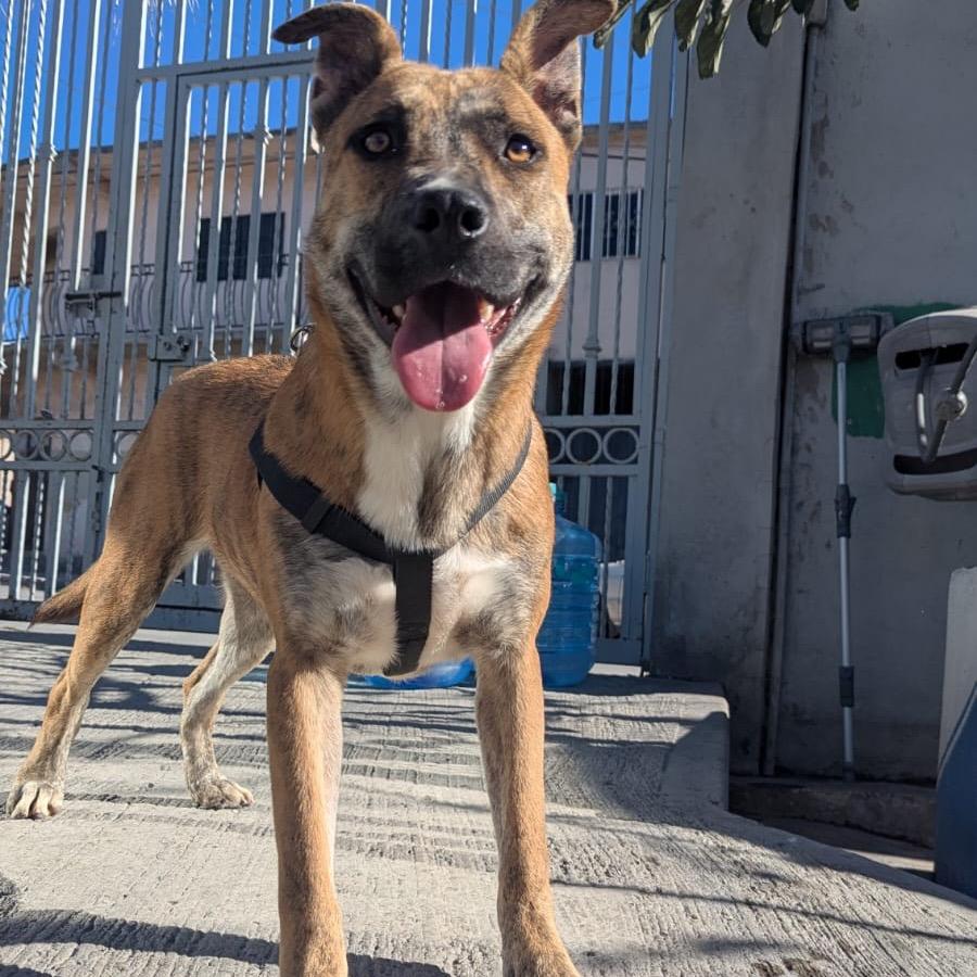 Carola, a Adoptable mixed breed in San Diego, CA image 6/6