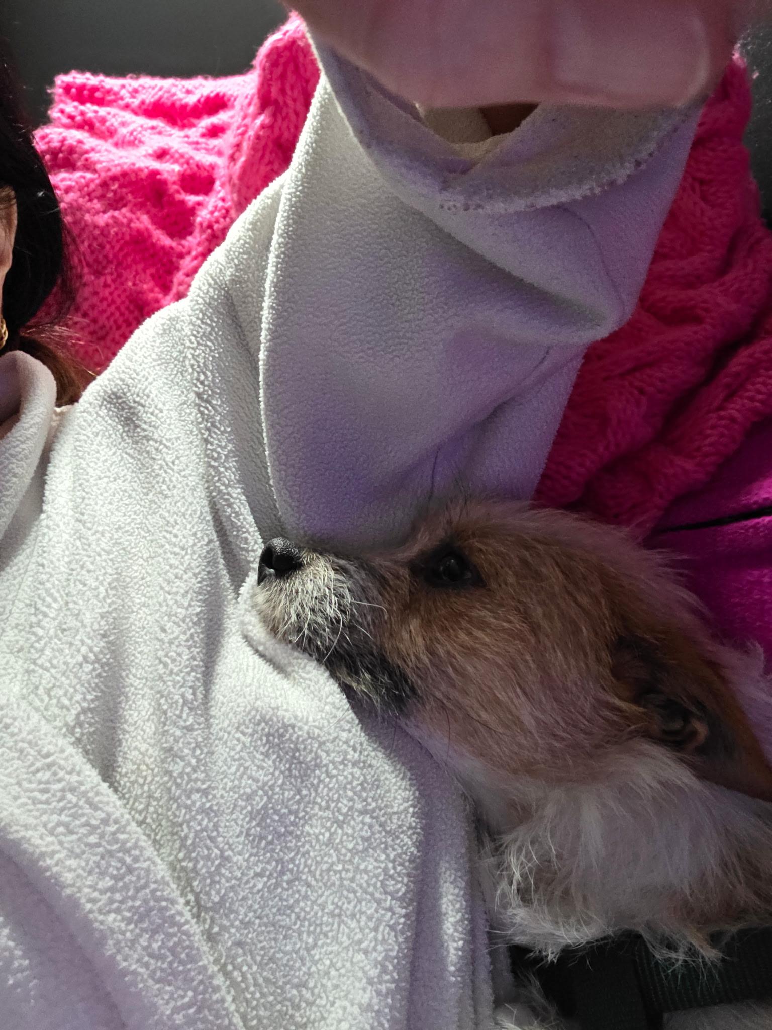 Rosco, ADOPTABLE, Young Male Chihuahua & Border Terrier.