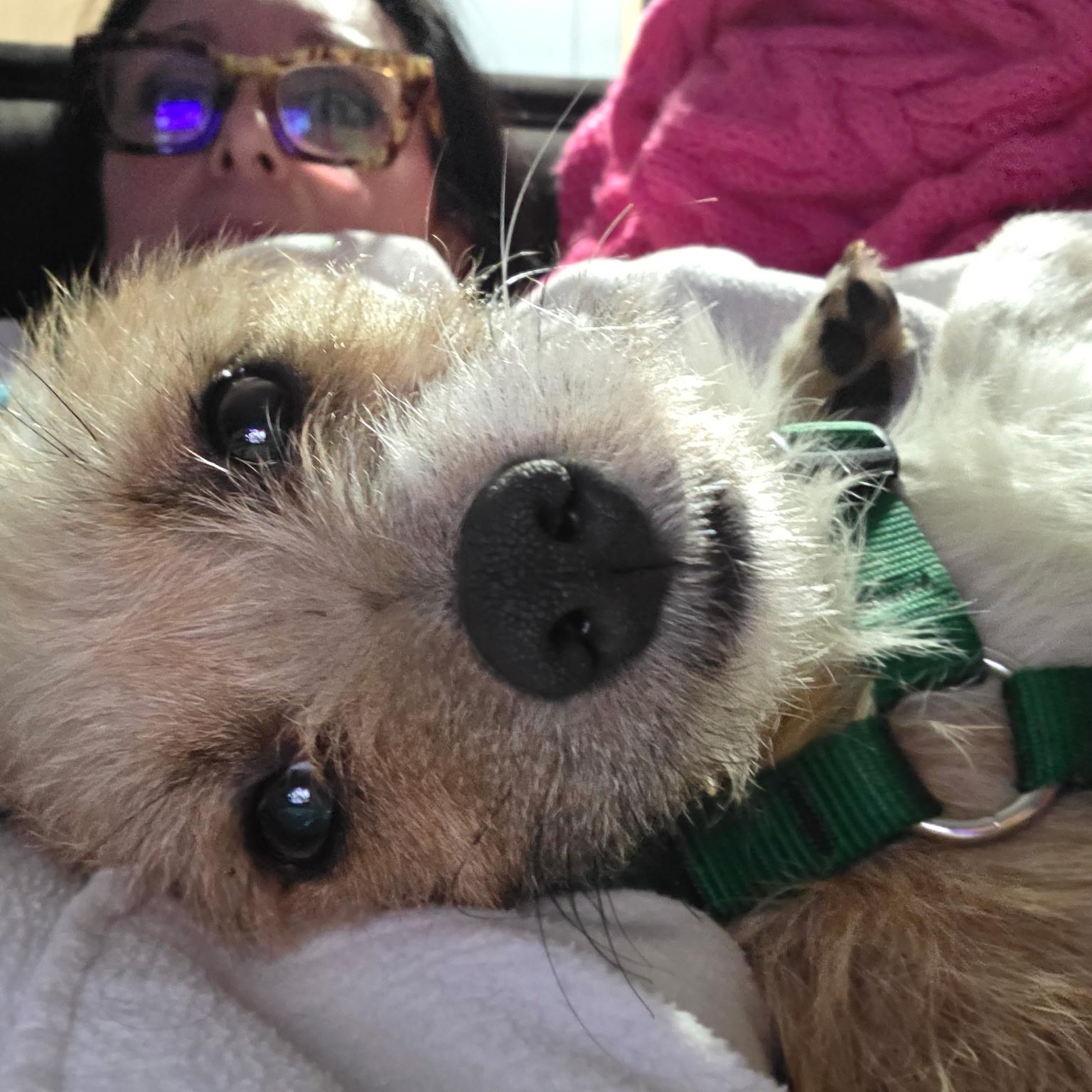 Enlarge Rosco, a ADOPTABLE mixed breed in Cary, NC image 2/4