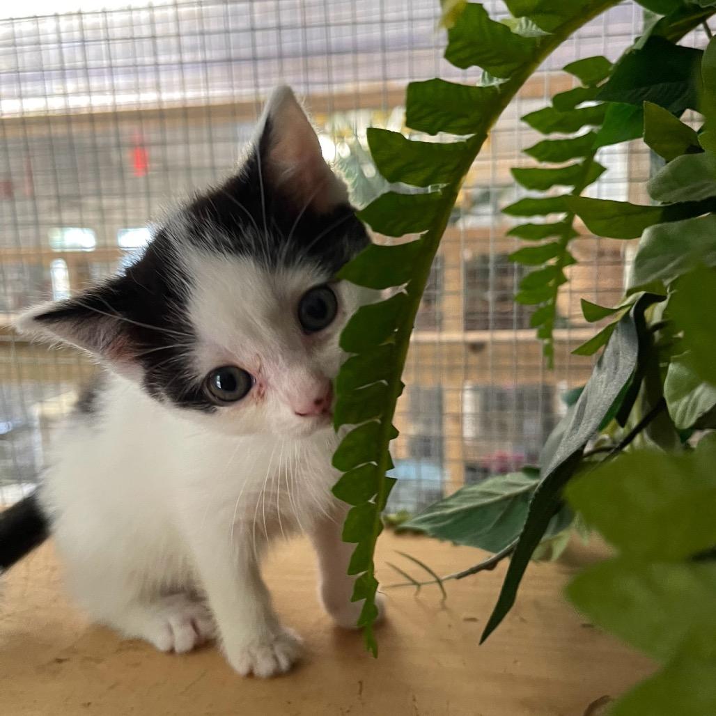 Bubbles, Adoptable, Kitten Female Domestic Short Hair.