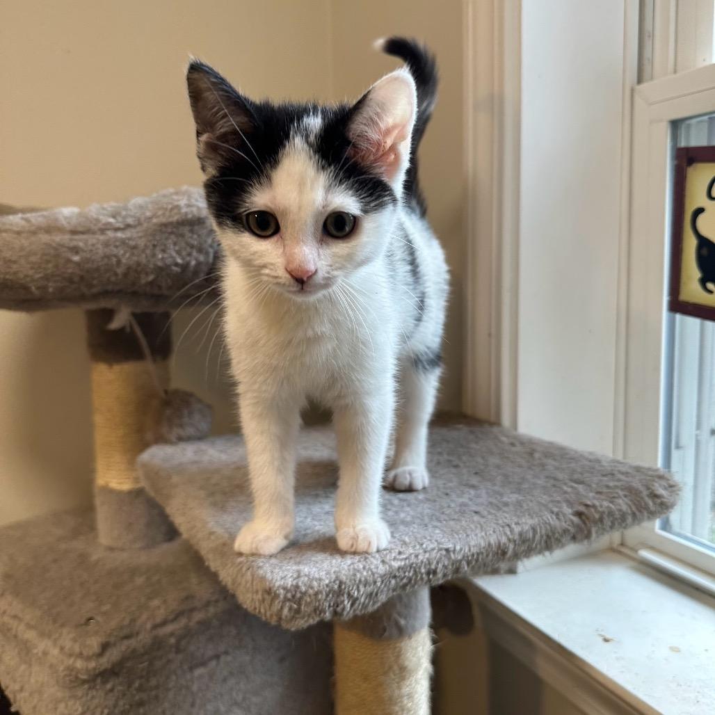 Enlarge Bubbles, a Adoptable Domestic Short Hair in Wappingers Falls, NY image 2/2