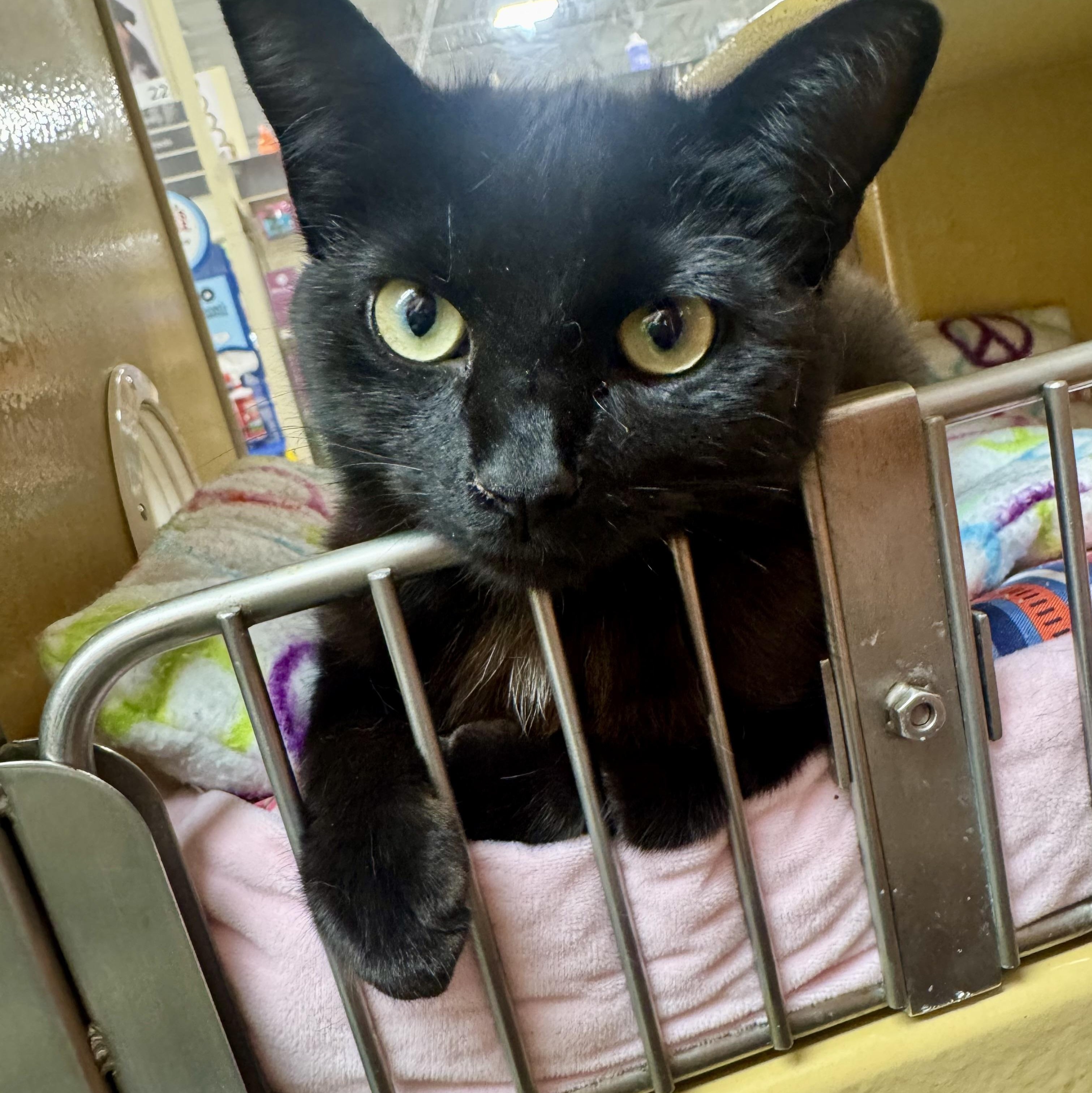 Enlarge Godric, a Adoptable Domestic Short Hair in Memphis, TN image 2/6