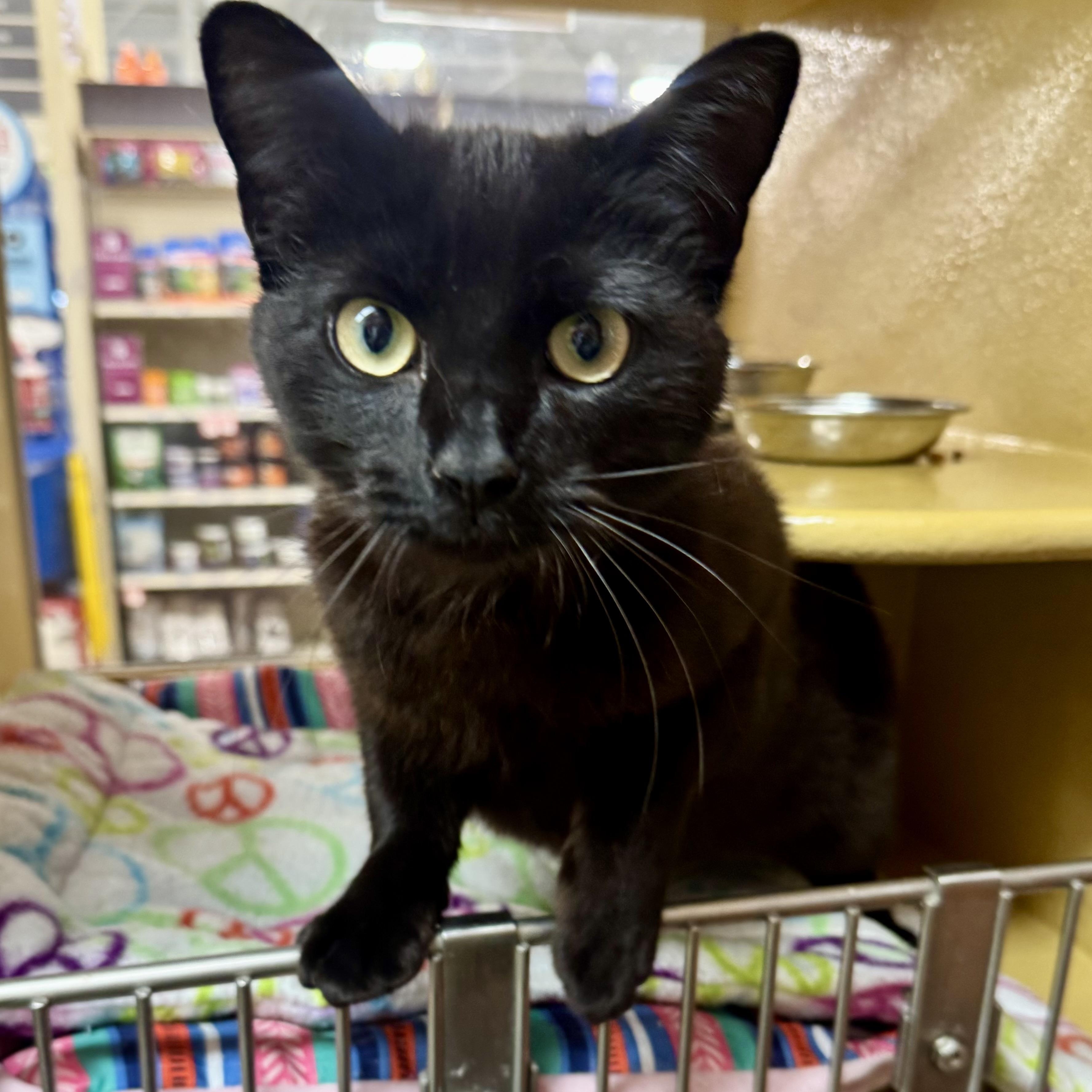 Enlarge Godric, a Adoptable Domestic Short Hair in Memphis, TN image 1/6