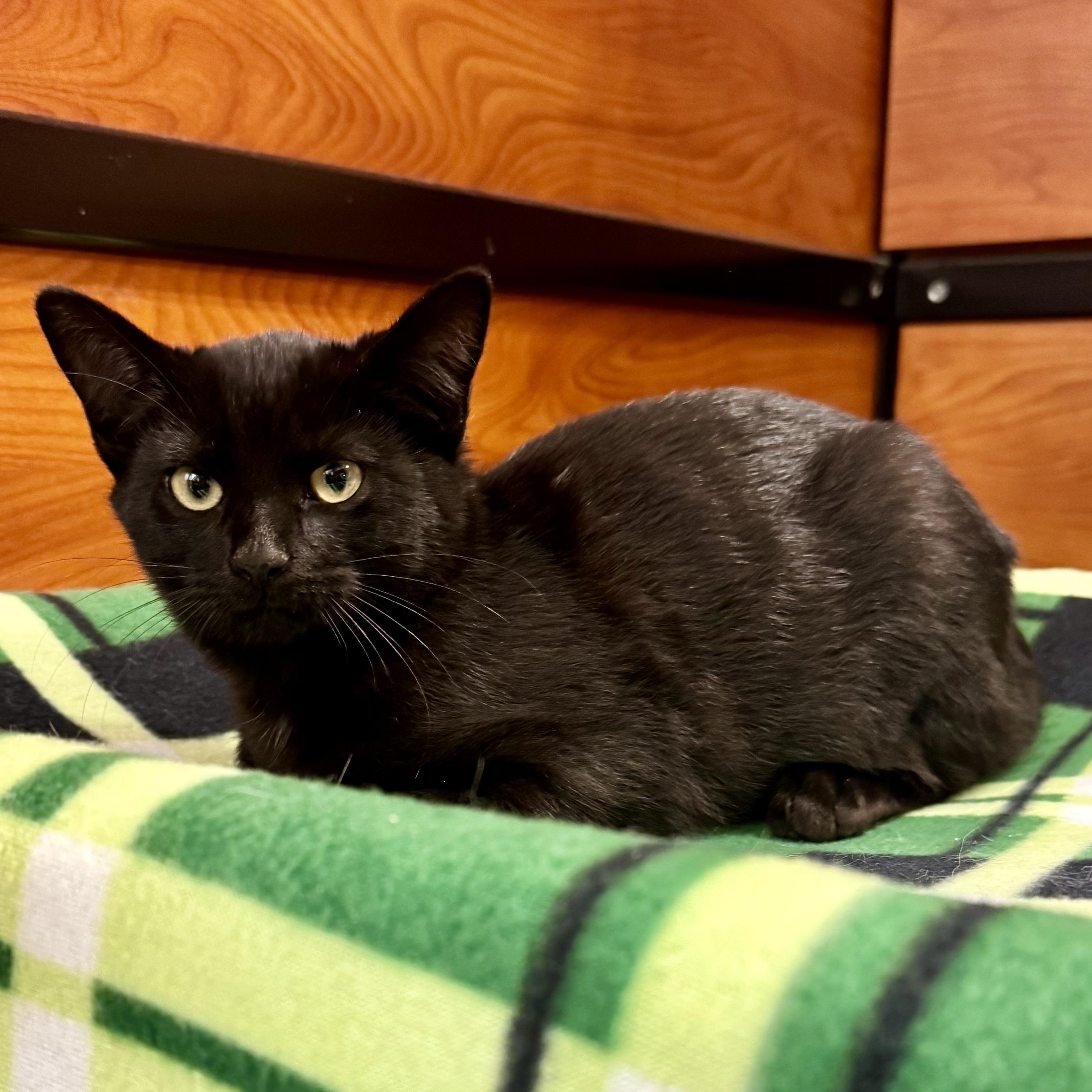 Enlarge Godric, a Adoptable Domestic Short Hair in Memphis, TN image 2/4