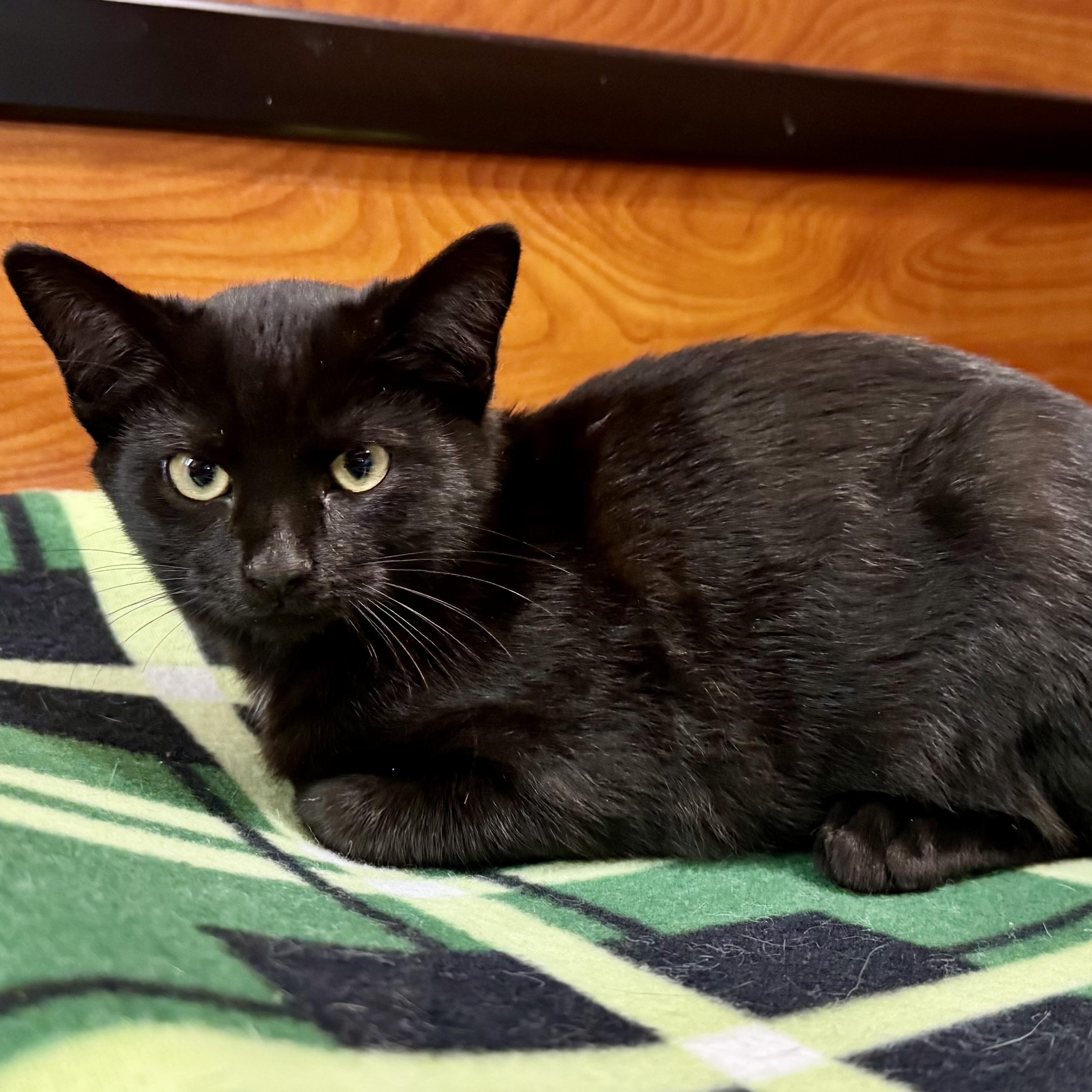 Godric, Adoptable, Young Male Domestic Short Hair.