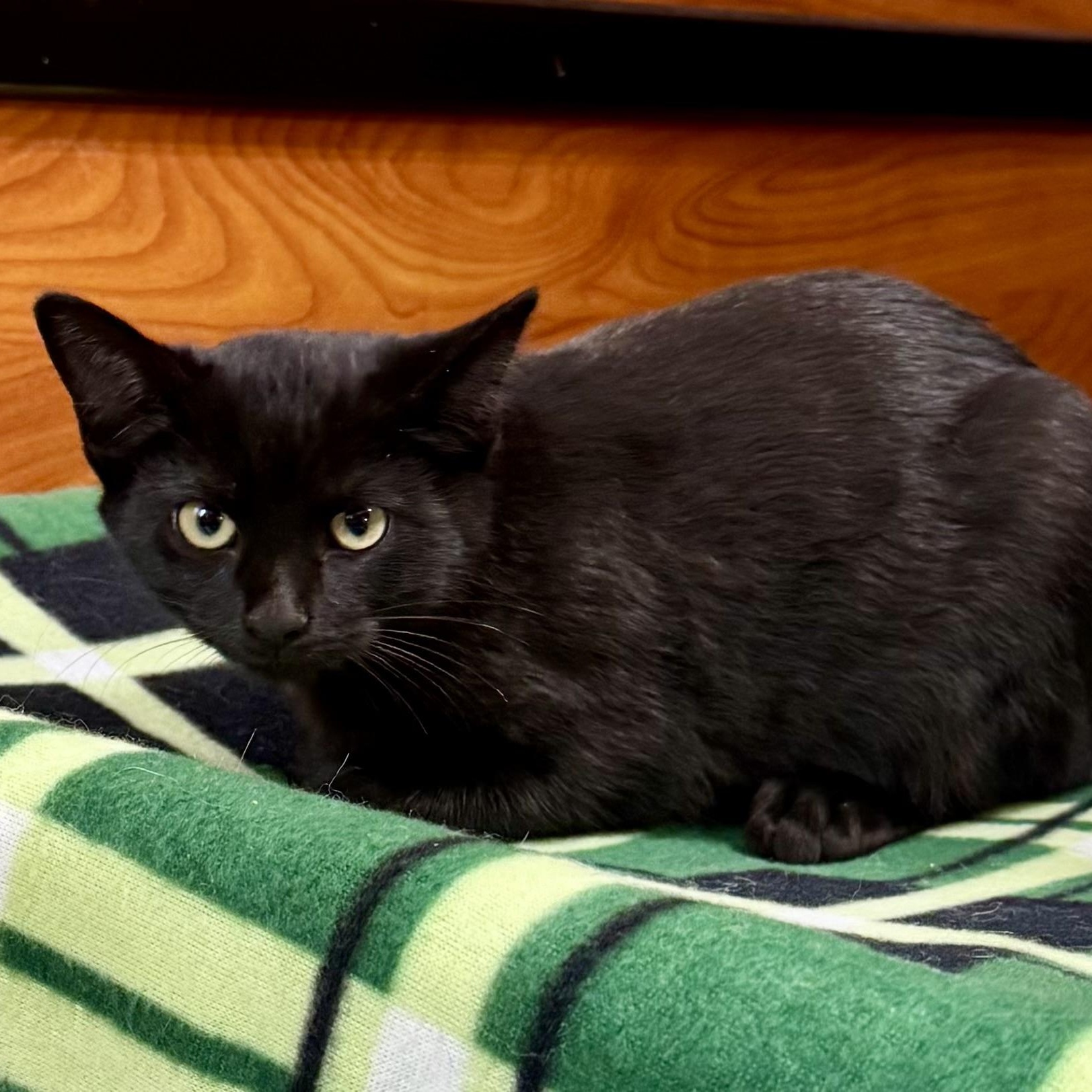 Enlarge Godric, a Adoptable Domestic Short Hair in Memphis, TN image 3/4