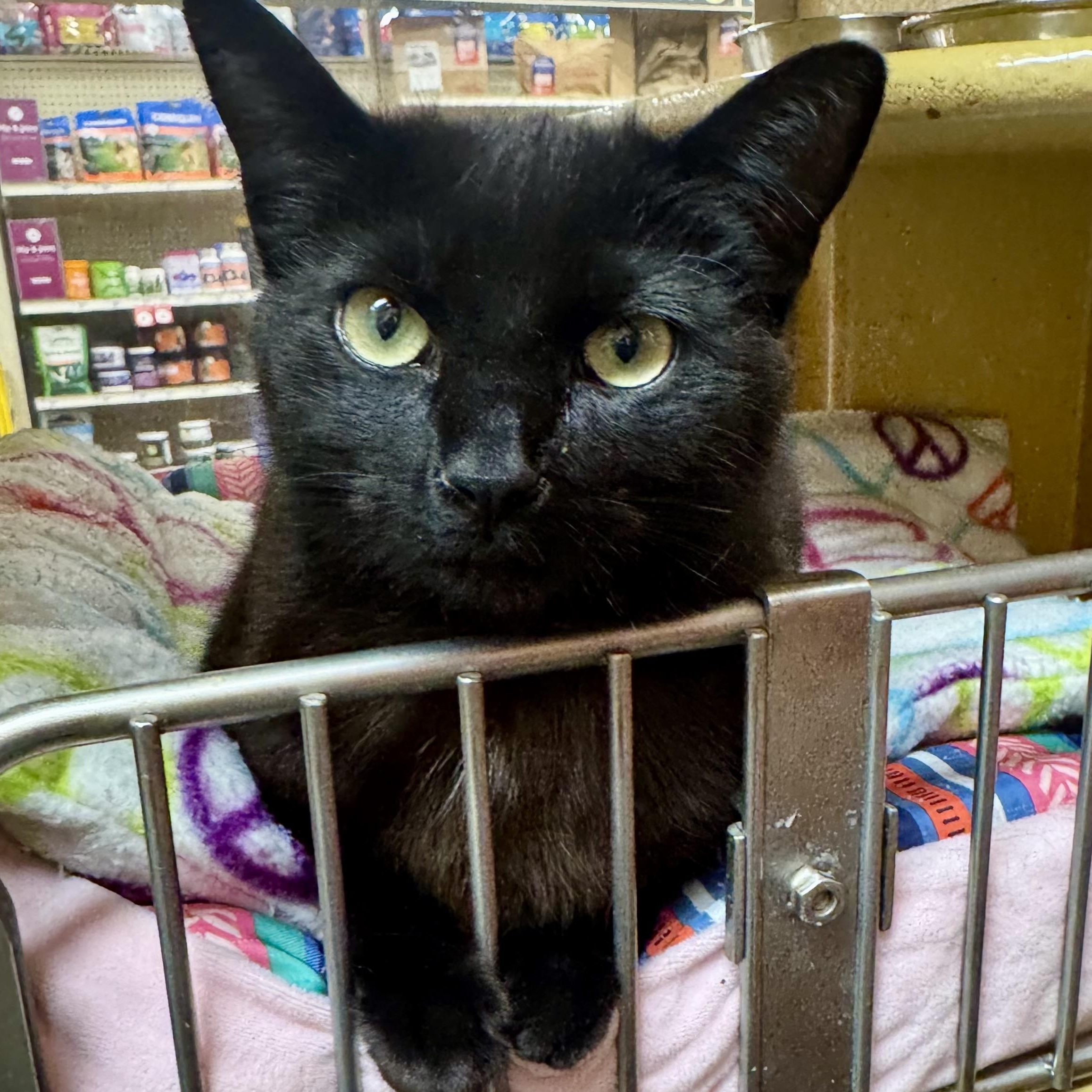 Enlarge Godric, a Adoptable Domestic Short Hair in Memphis, TN image 6/6