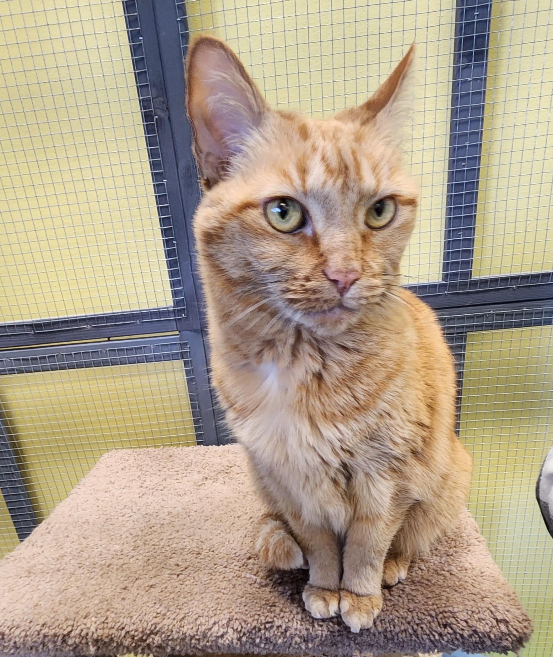 Simba, a Adoptable Domestic Short Hair in Racine, WI image 1/4