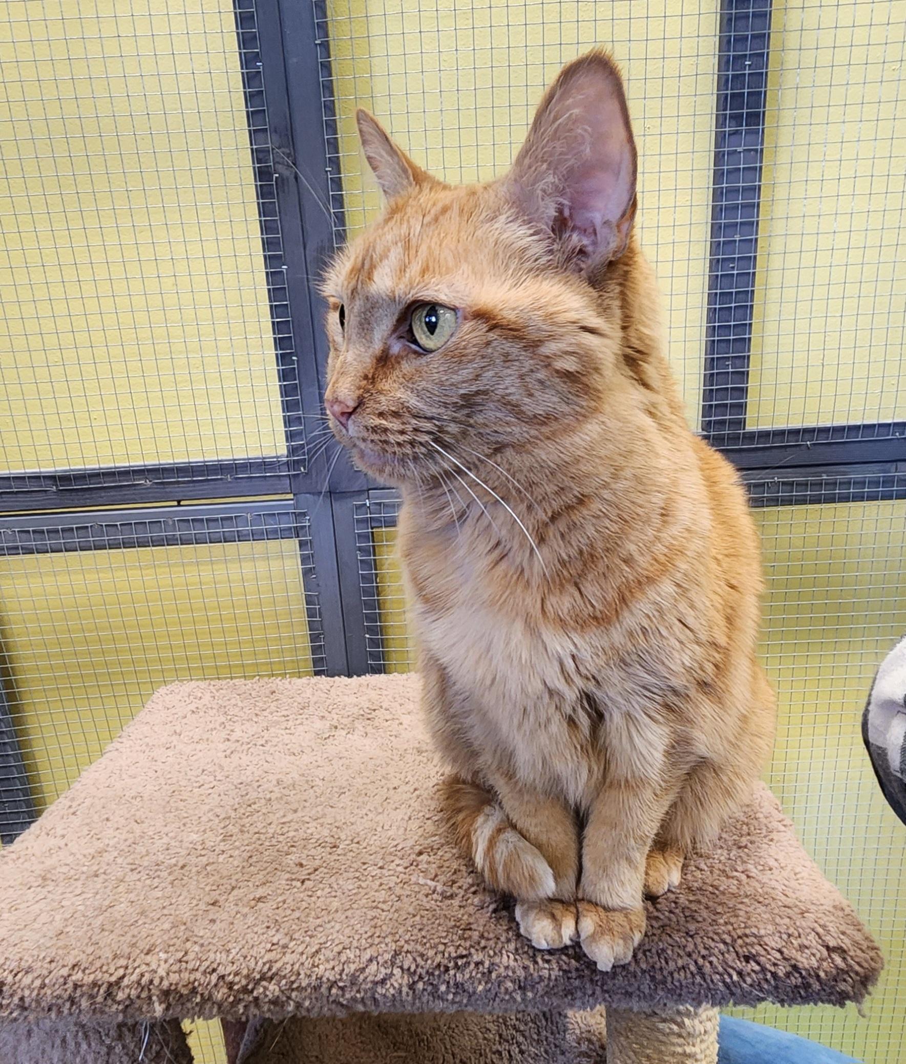 Simba, a Adoptable Domestic Short Hair in Racine, WI image 3/4