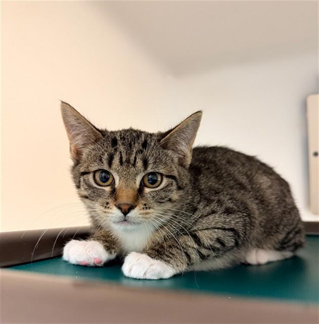 SELENE, Adoptable, Kitten Female Domestic Short Hair.