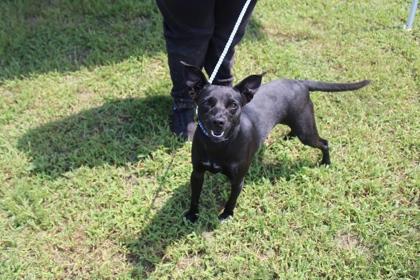 CARE BEAR, Adoptable, Adult Female Mixed Breed & Mixed Breed.
