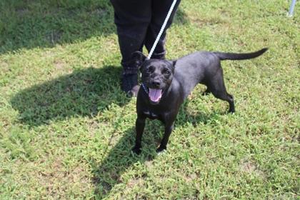 Enlarge CARE BEAR, a Adoptable mixed breed in Kenansville, NC image 2/3
