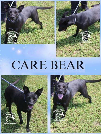 Enlarge CARE BEAR, a Adoptable mixed breed in Kenansville, NC image 3/3