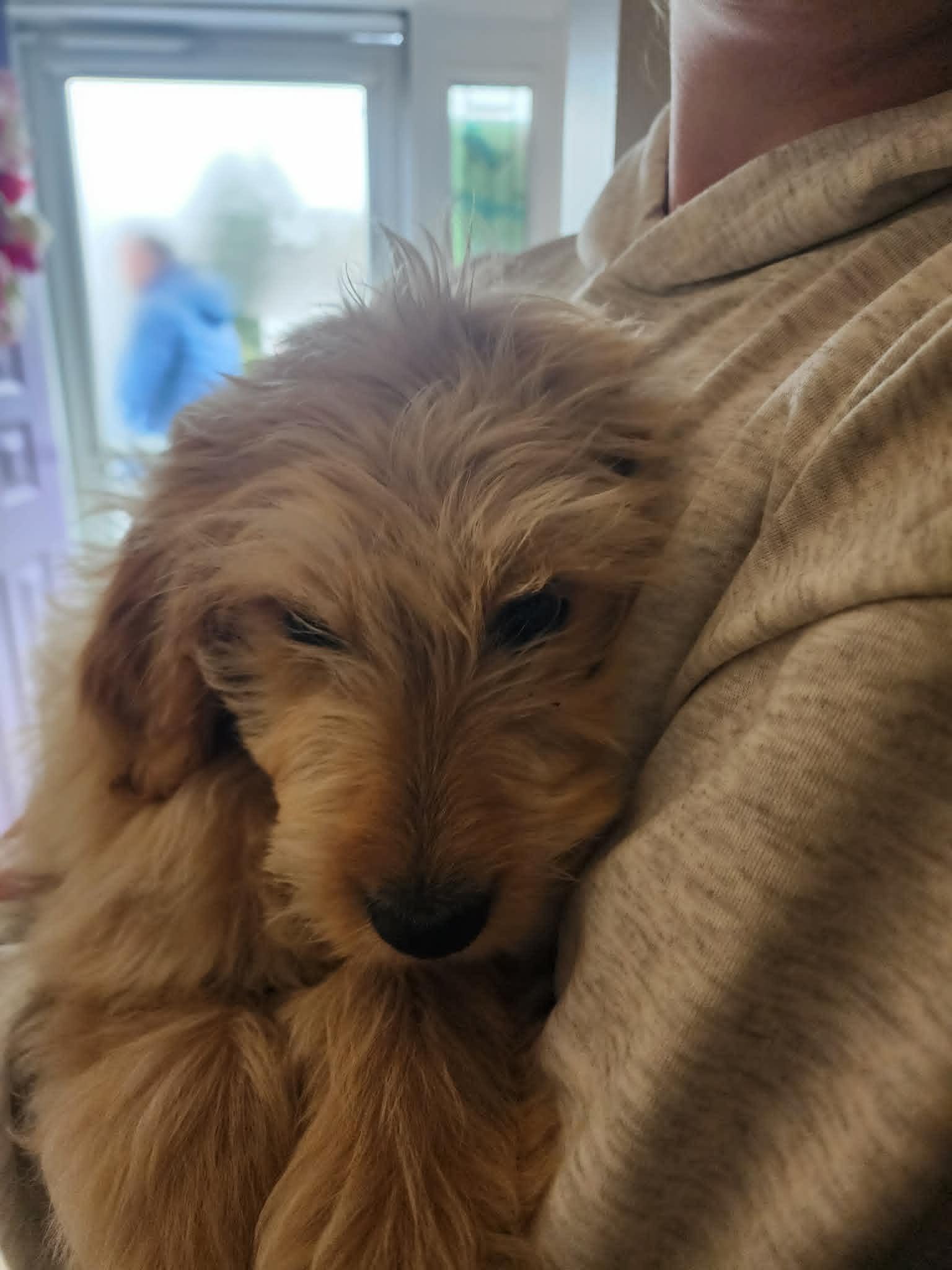 Eleanor, adopted, Young Female Goldendoodle.