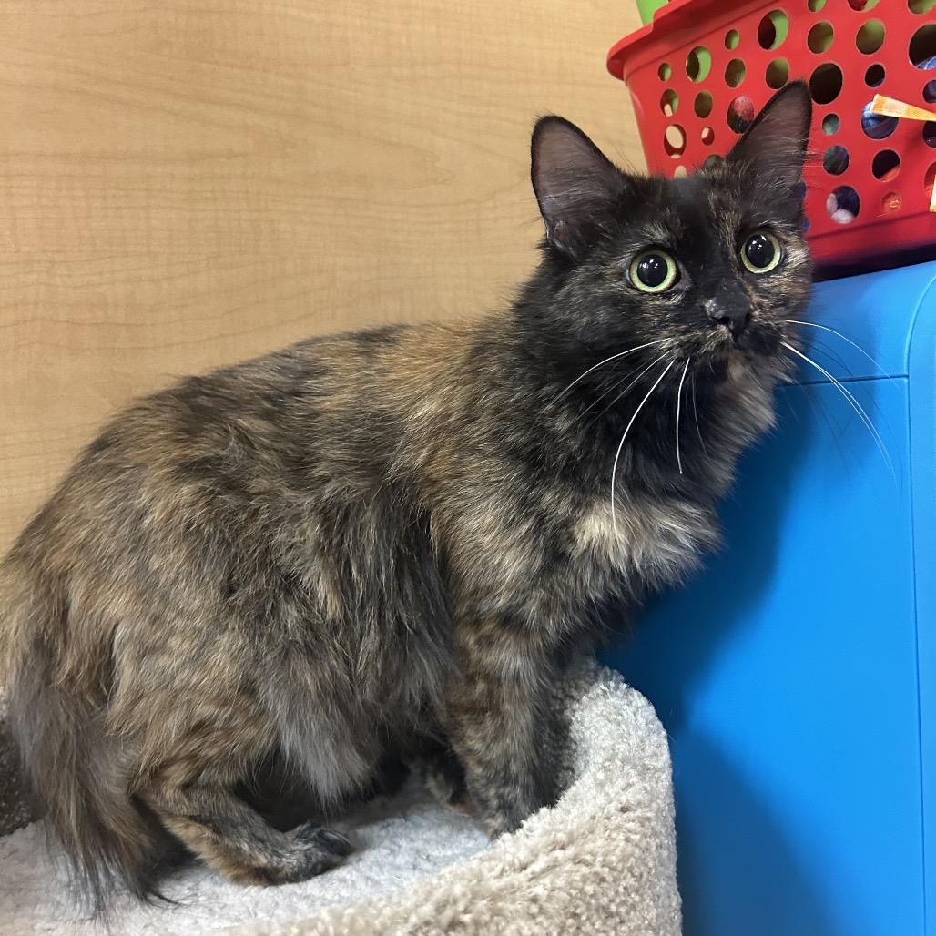 Albuquerque, Adoptable, Adult Female Domestic Long Hair.