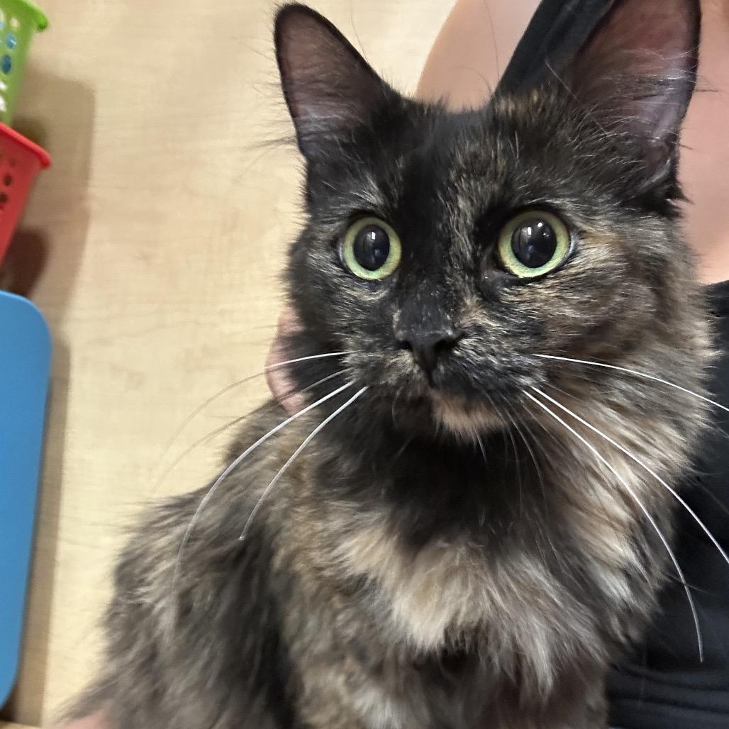 Enlarge Albuquerque, a Adoptable Domestic Long Hair in Hemet, CA image 2/2