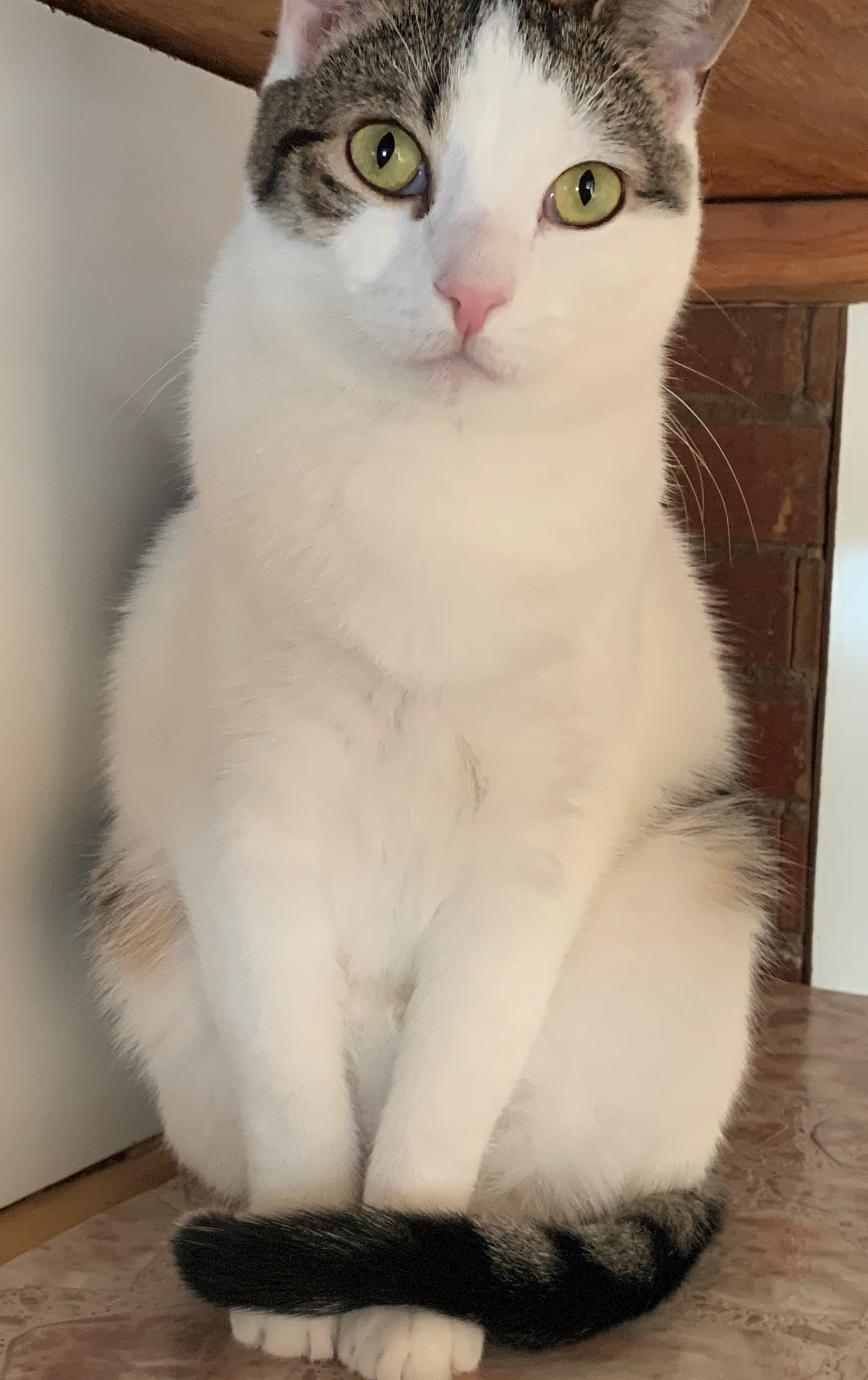 Enlarge Shelby, a Adoptable Domestic Short Hair in North Tonawanda, NY image 9/12