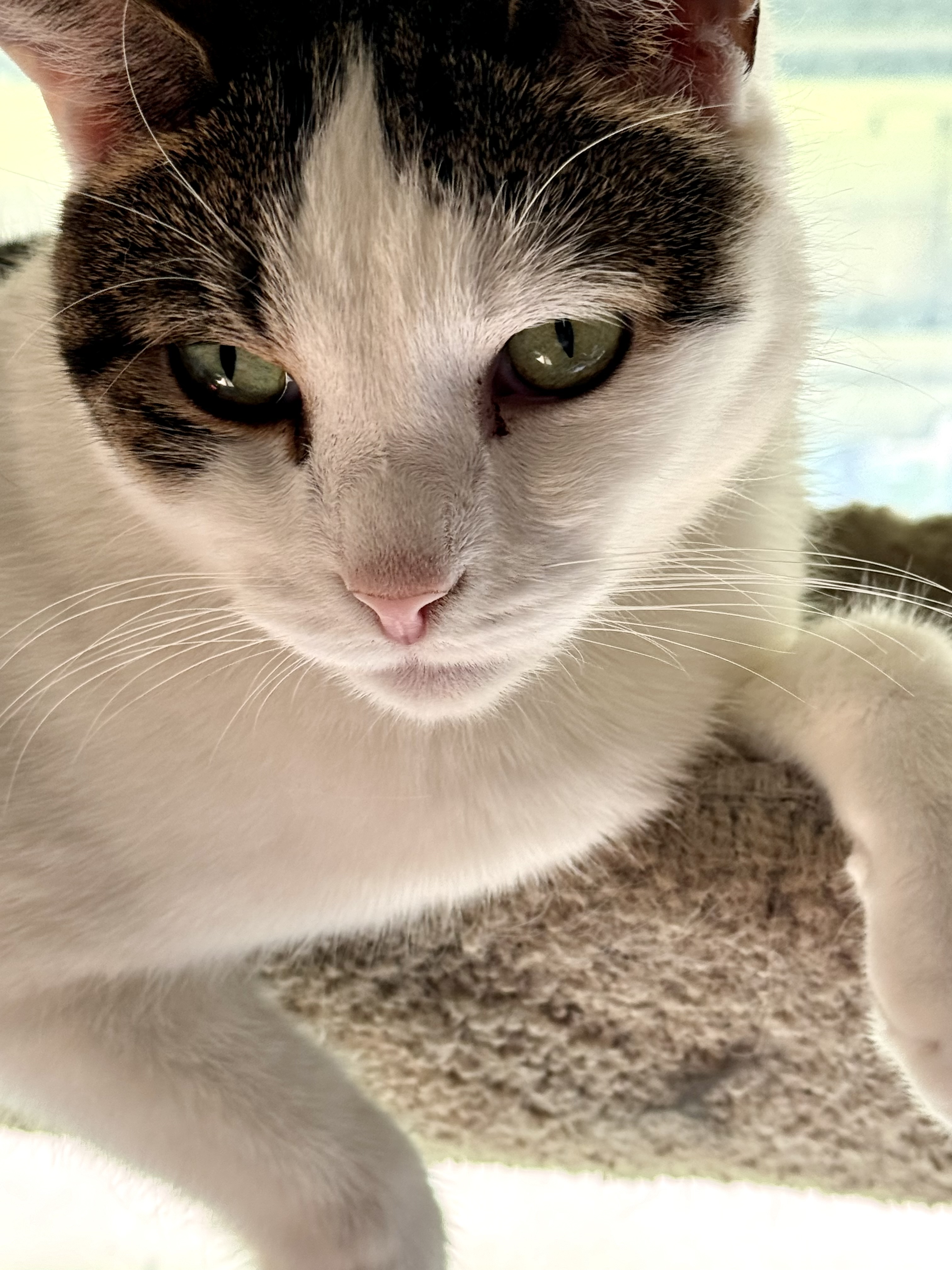 Shelby, a Adoptable Domestic Short Hair in North Tonawanda, NY image 1/12