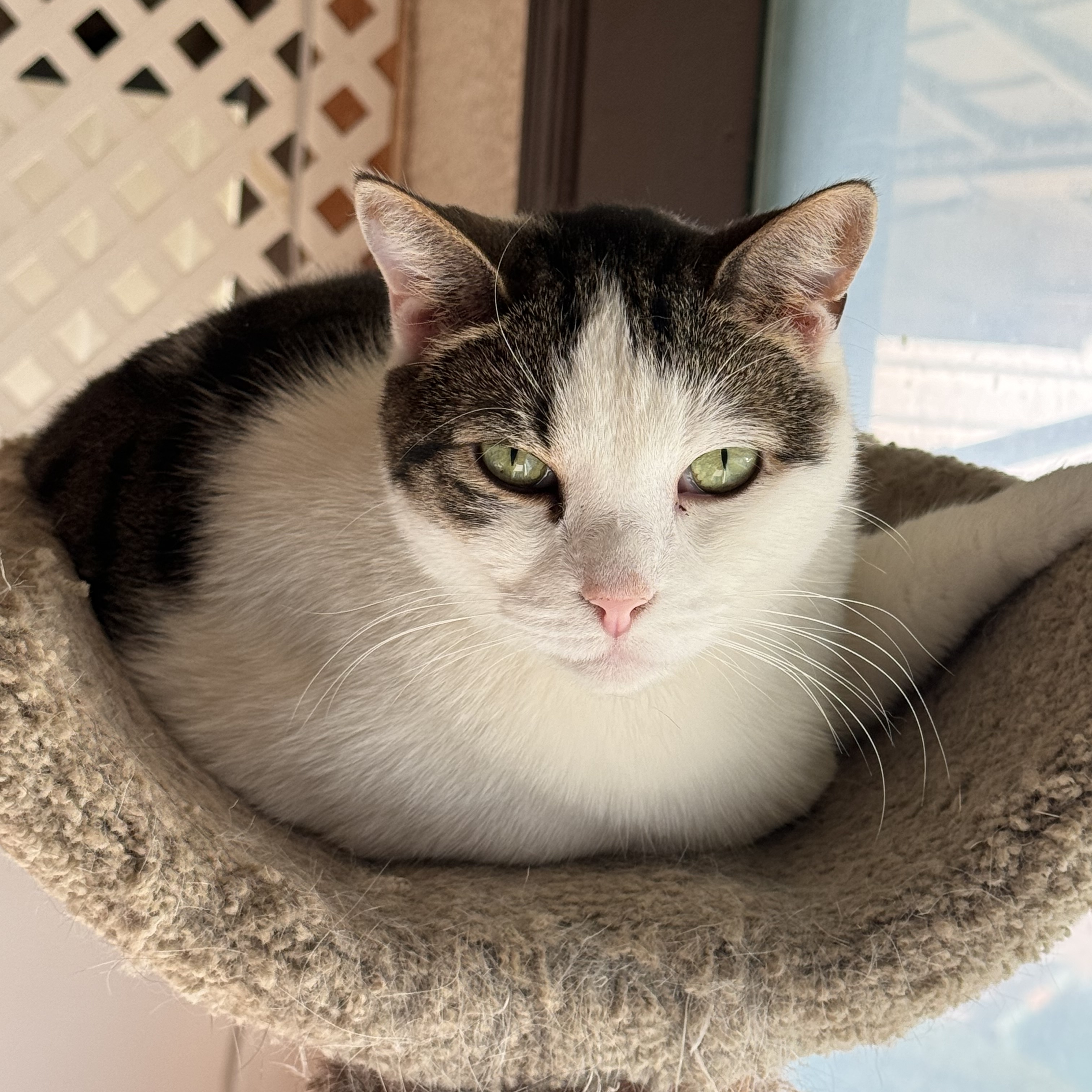 Enlarge Shelby, a Adoptable Domestic Short Hair in North Tonawanda, NY image 8/12