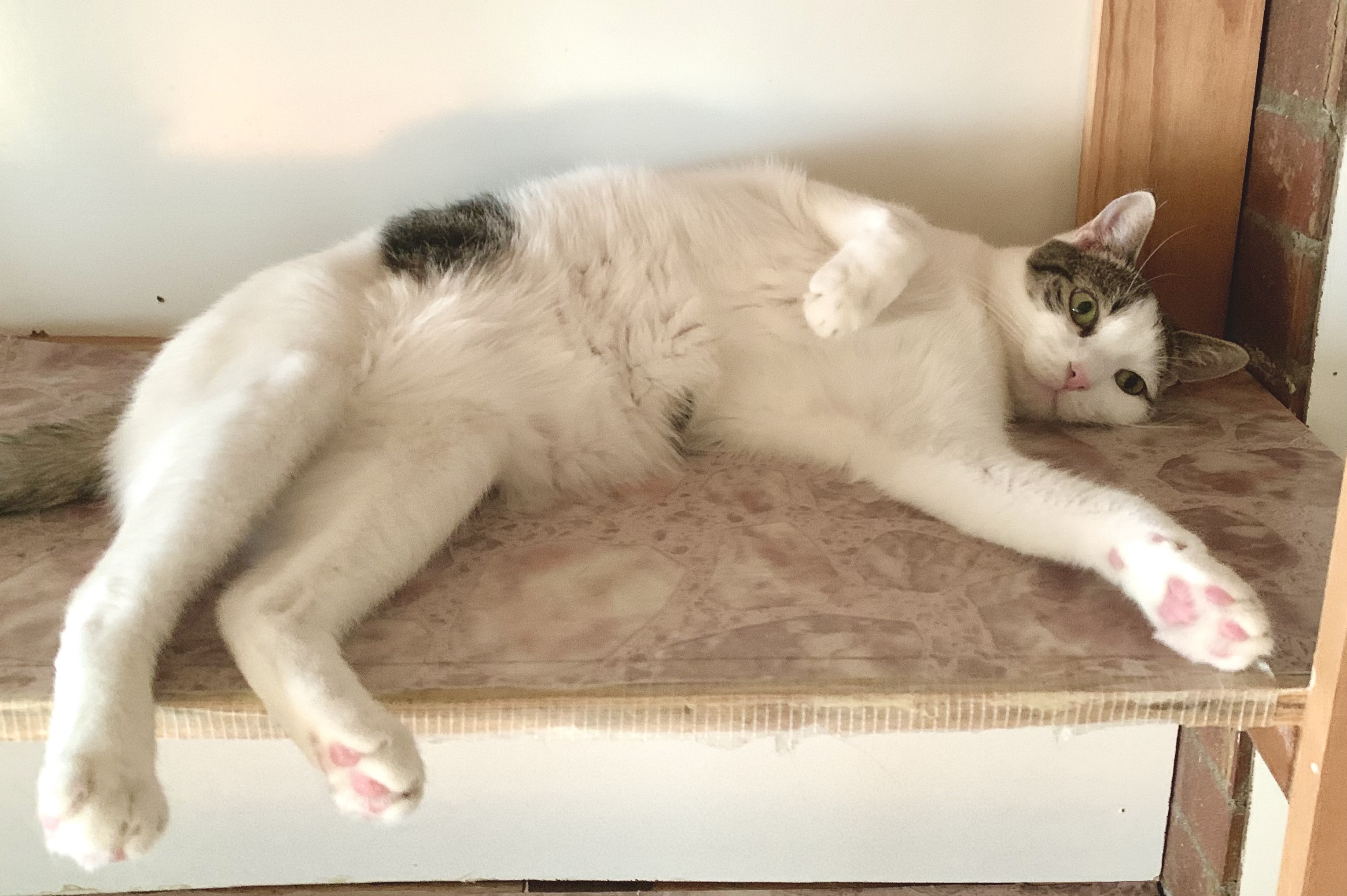 Enlarge Shelby, a Adoptable Domestic Short Hair in North Tonawanda, NY image 10/12