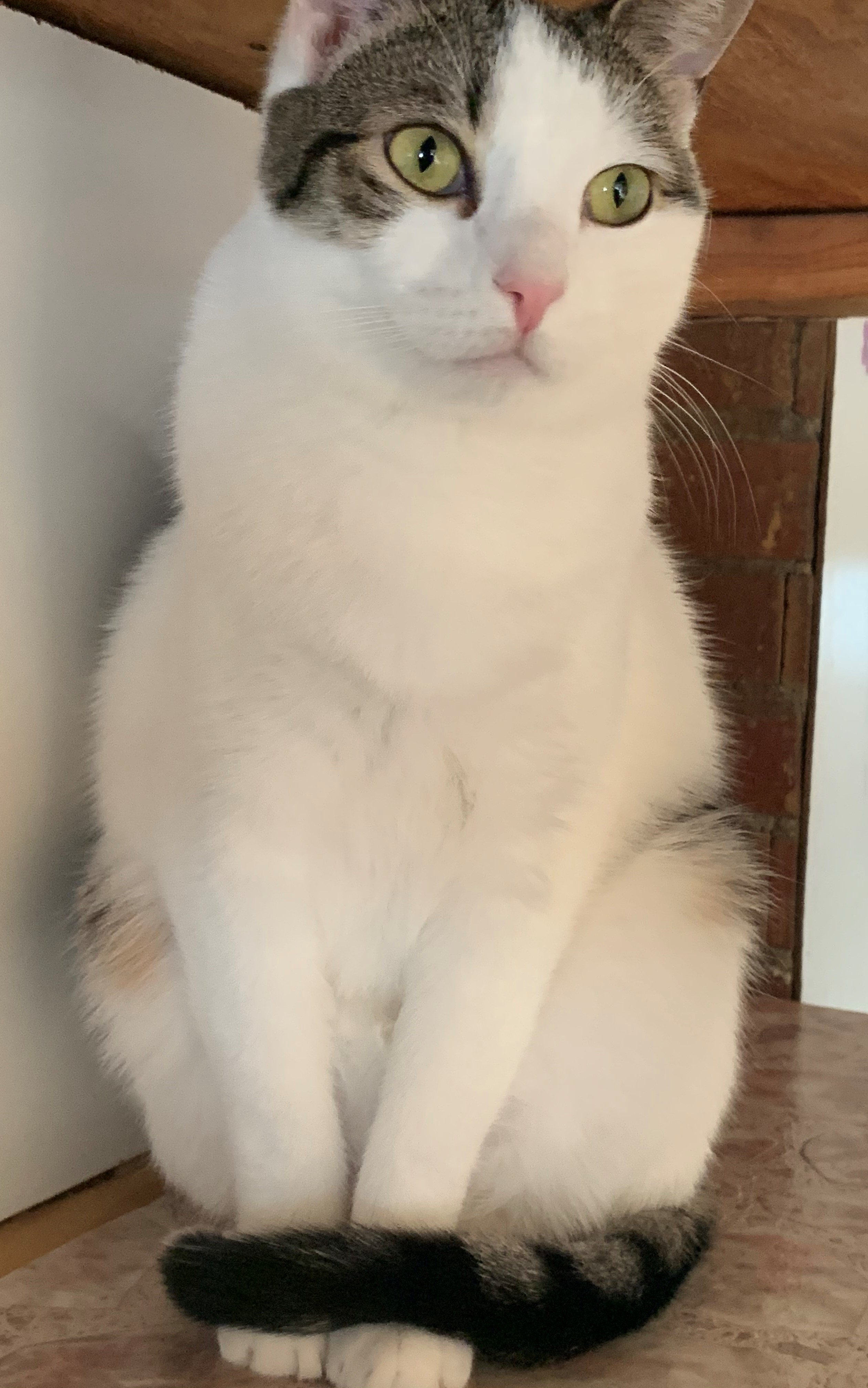 Enlarge Shelby, a Adoptable Domestic Short Hair in North Tonawanda, NY image 11/12