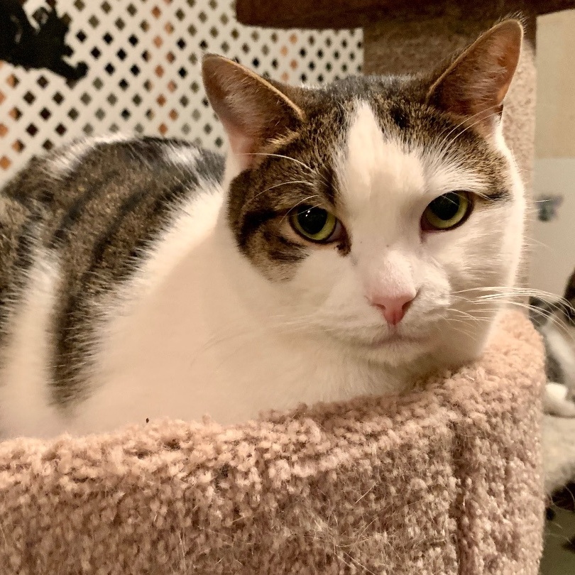 Enlarge Shelby, a Adoptable Domestic Short Hair in North Tonawanda, NY image 12/12