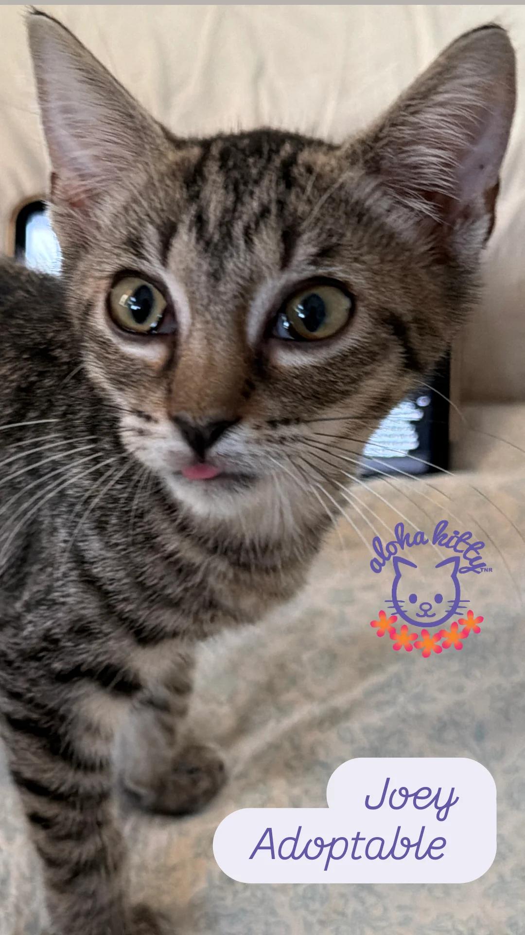 Enlarge Joey, a Adoptable Domestic Short Hair in Honolulu, HI image 1/1