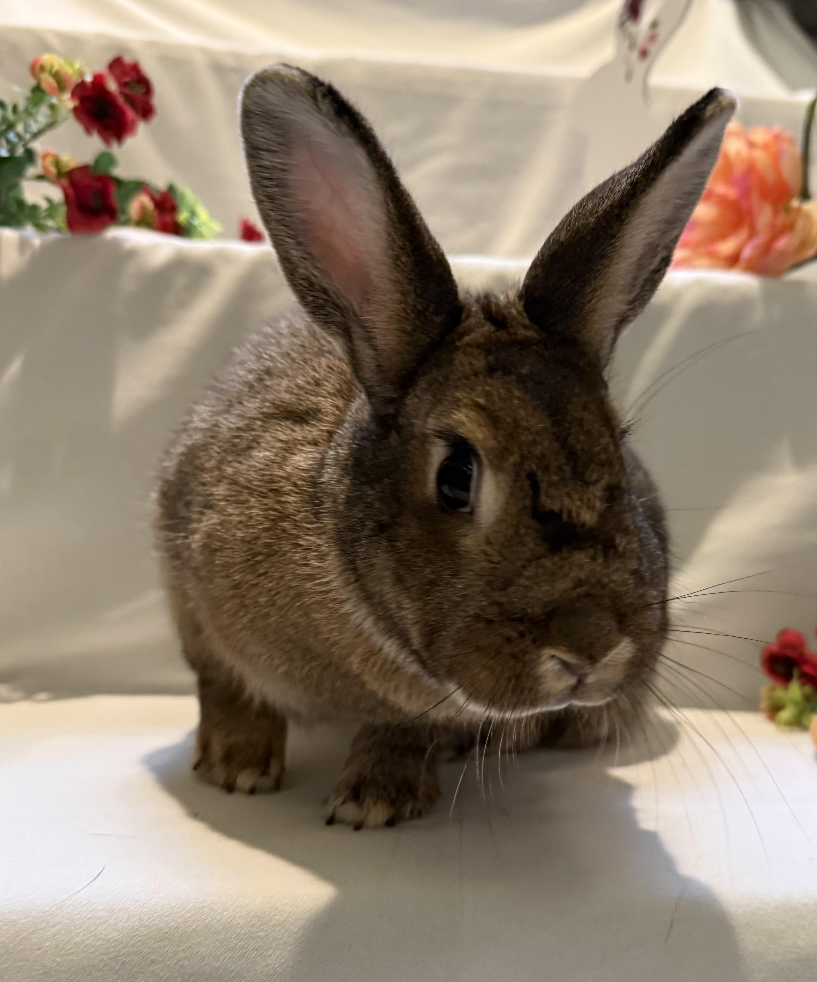 Monica, a Adoptable Bunny Rabbit in Norwalk, CT image 1/4