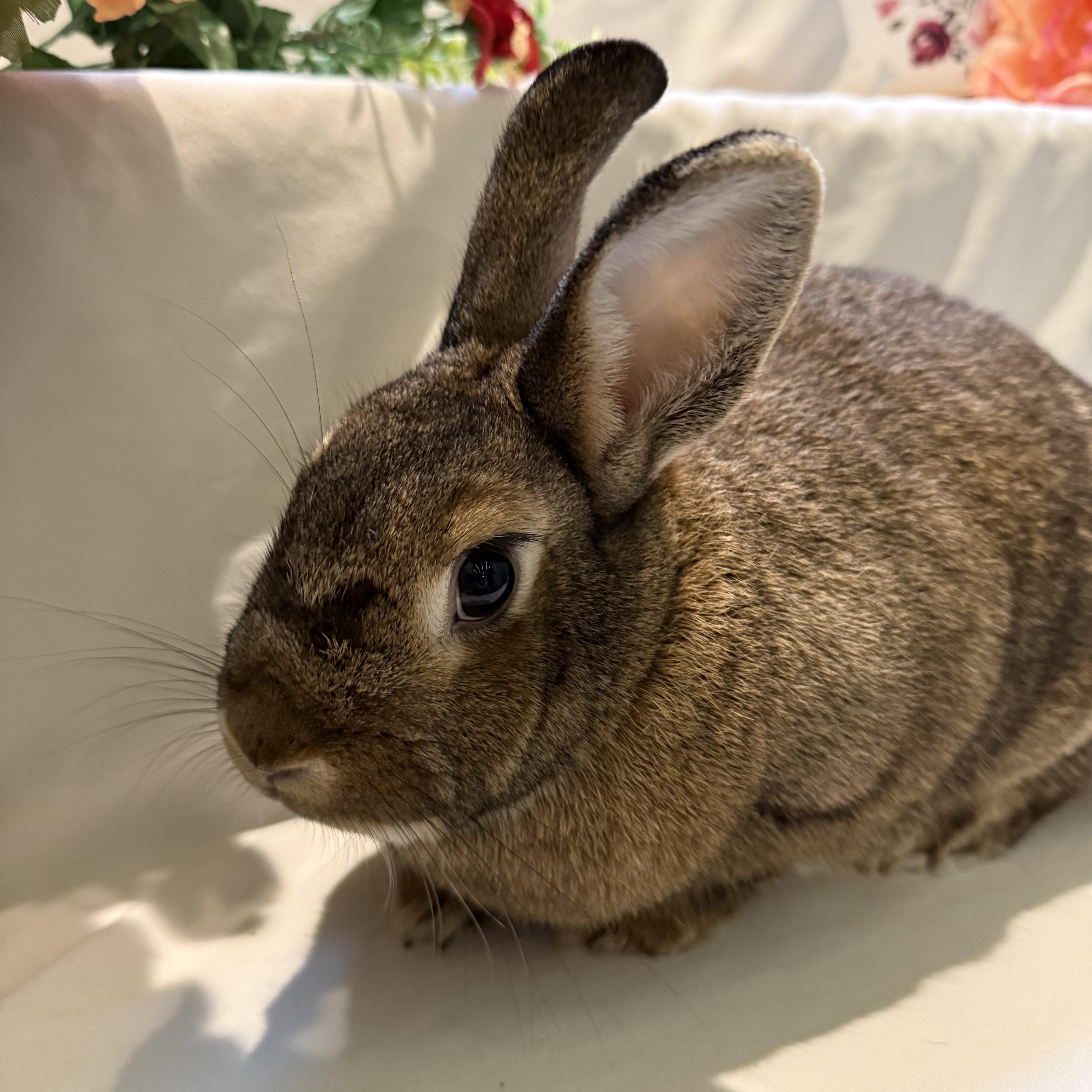 Monica, a Adoptable Bunny Rabbit in Norwalk, CT image 2/4